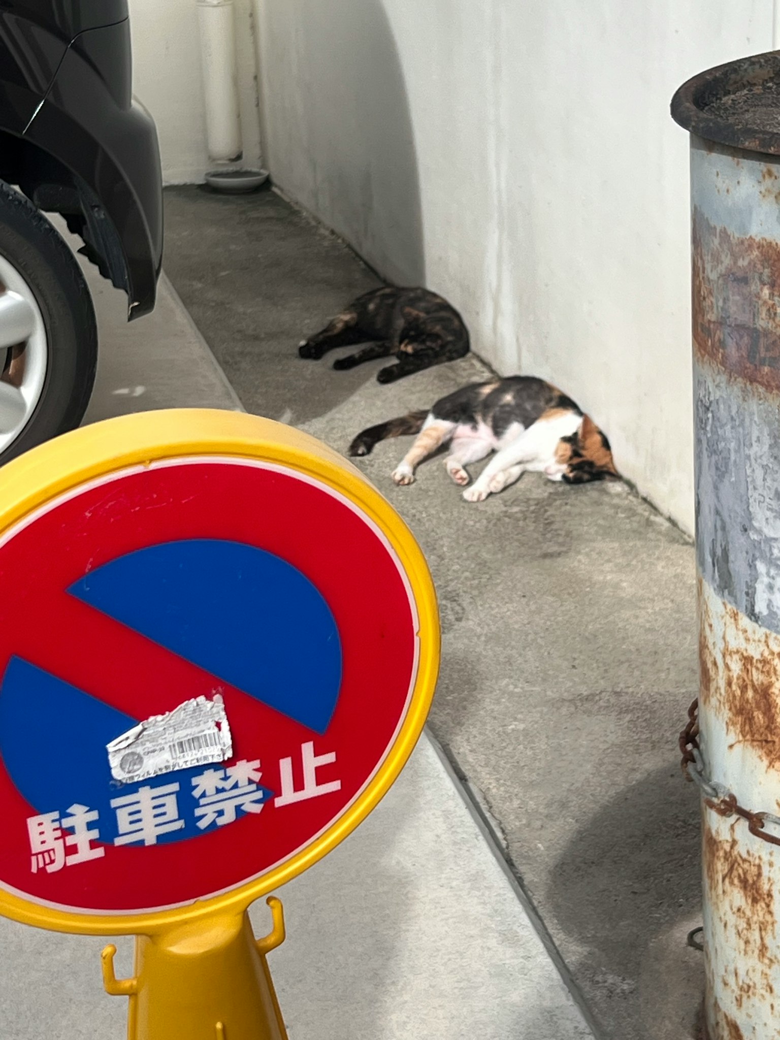 Un panneau de stationnement interdit avec deux chats dormant près du mur