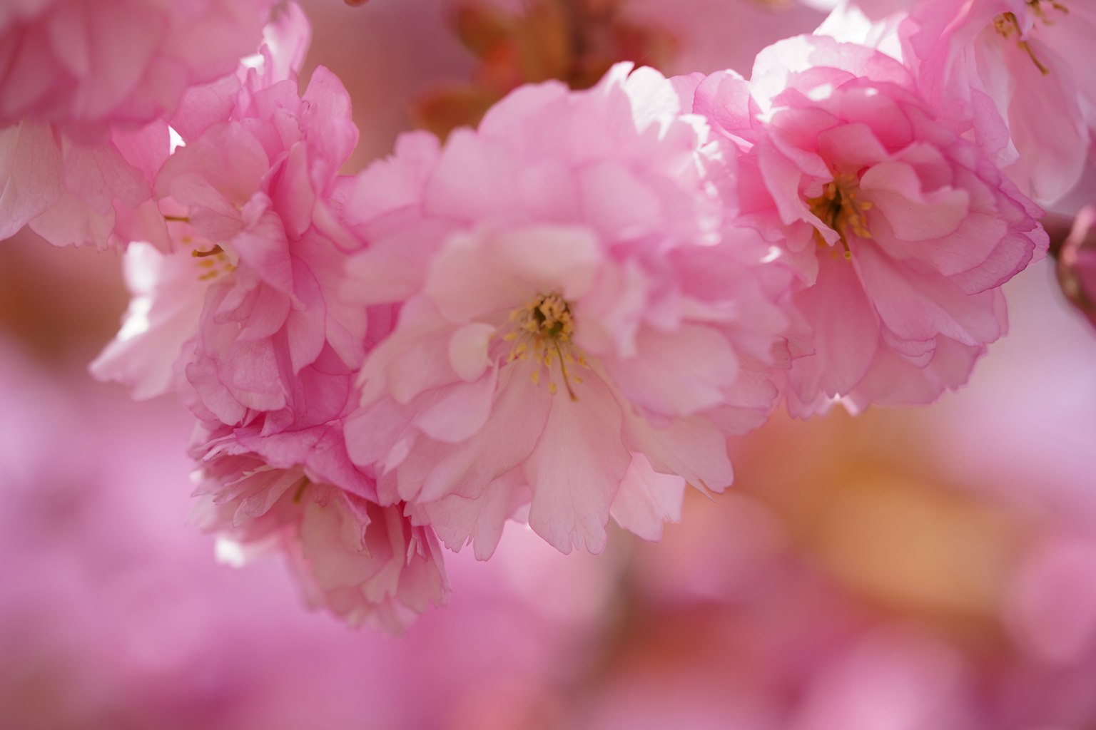 Primer plano de flores de cerezo rosa que muestran colores vibrantes y texturas suaves