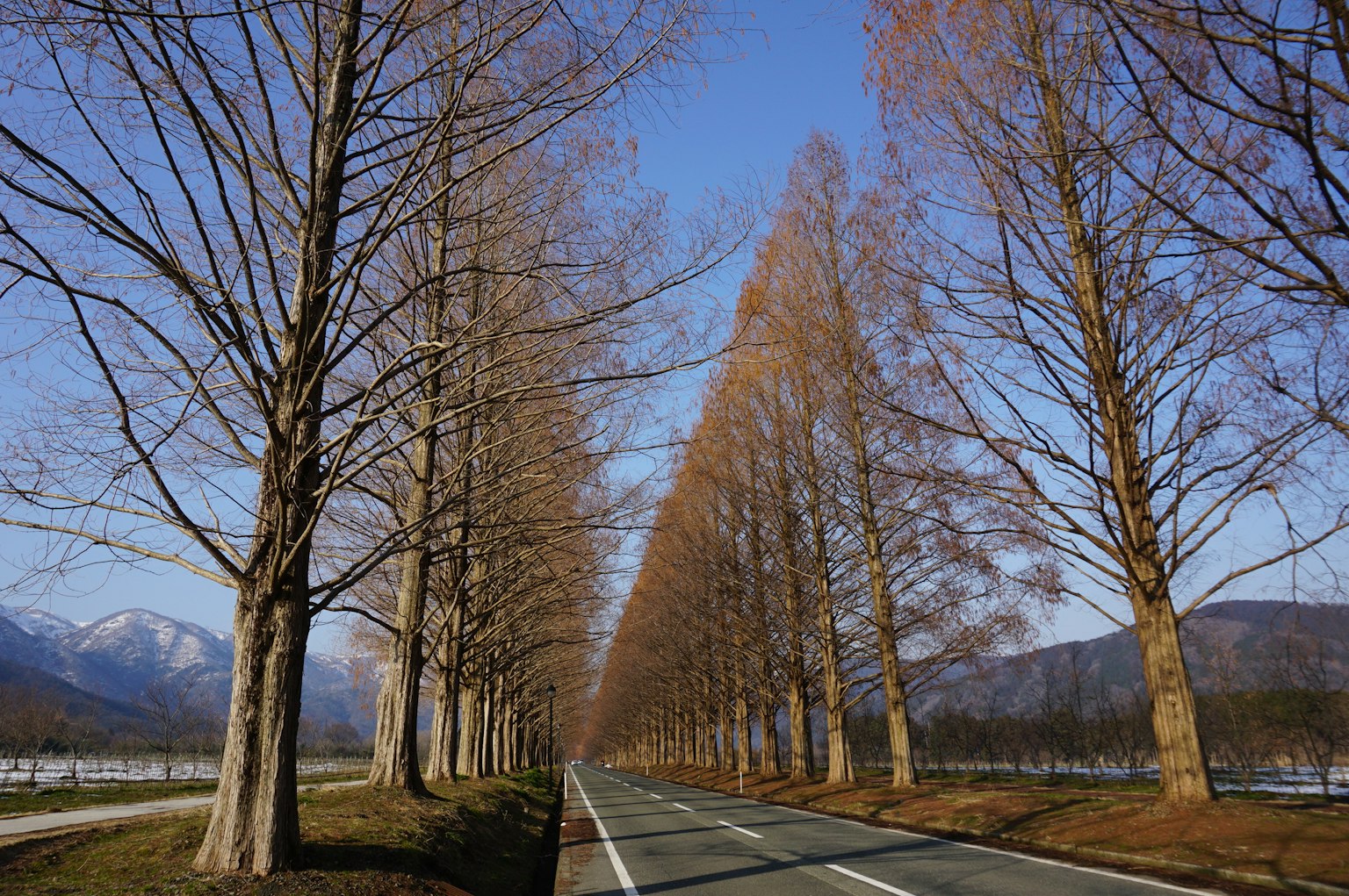Camino bordeado de árboles bajo un cielo azul claro con árboles desnudos