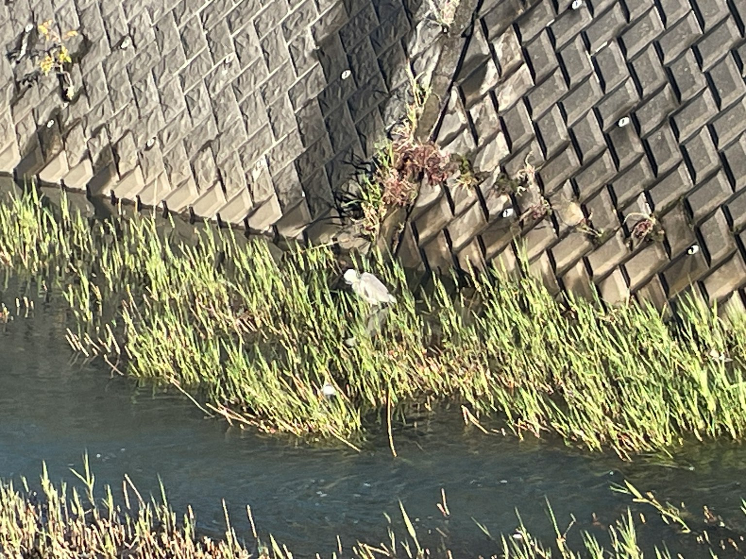 Un pájaro blanco de pie en la hierba al lado de un canal con un muro de piedra