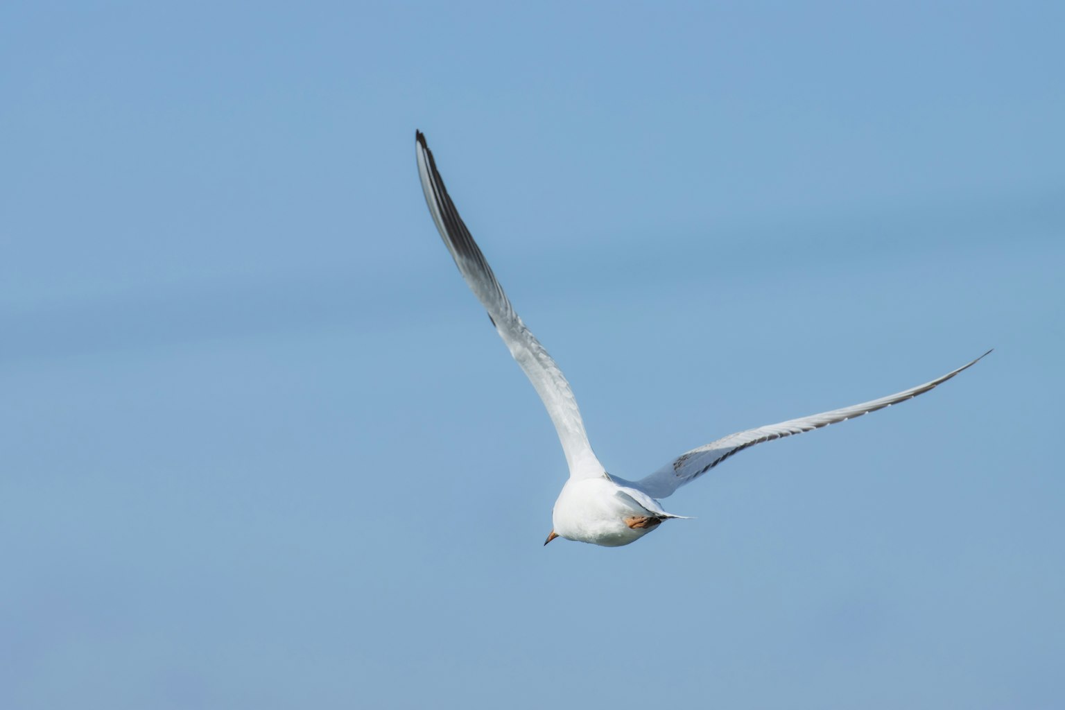 Un uccello bianco che vola in un cielo blu