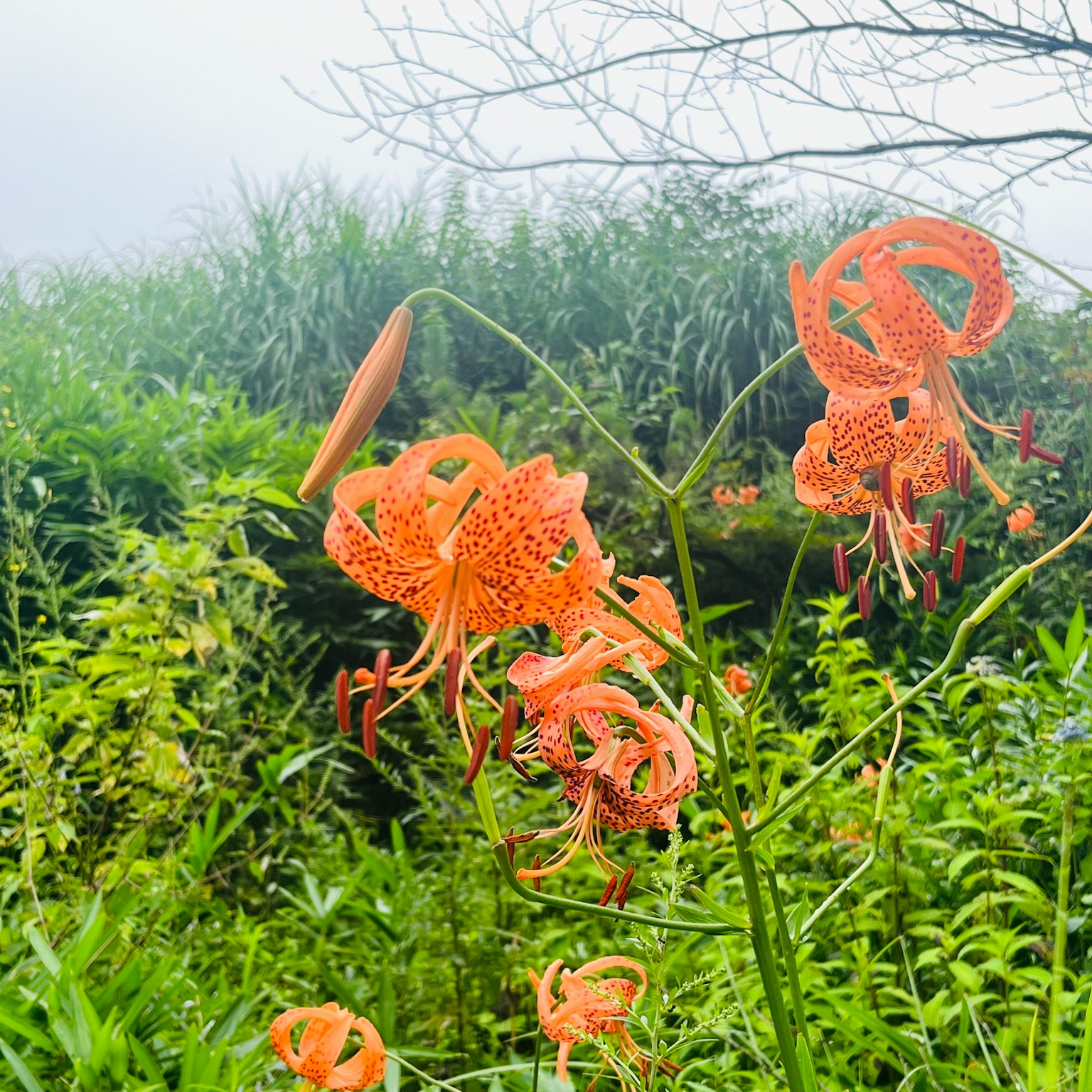 Fiori arancioni che sbocciano tra un fogliame verde lussureggiante