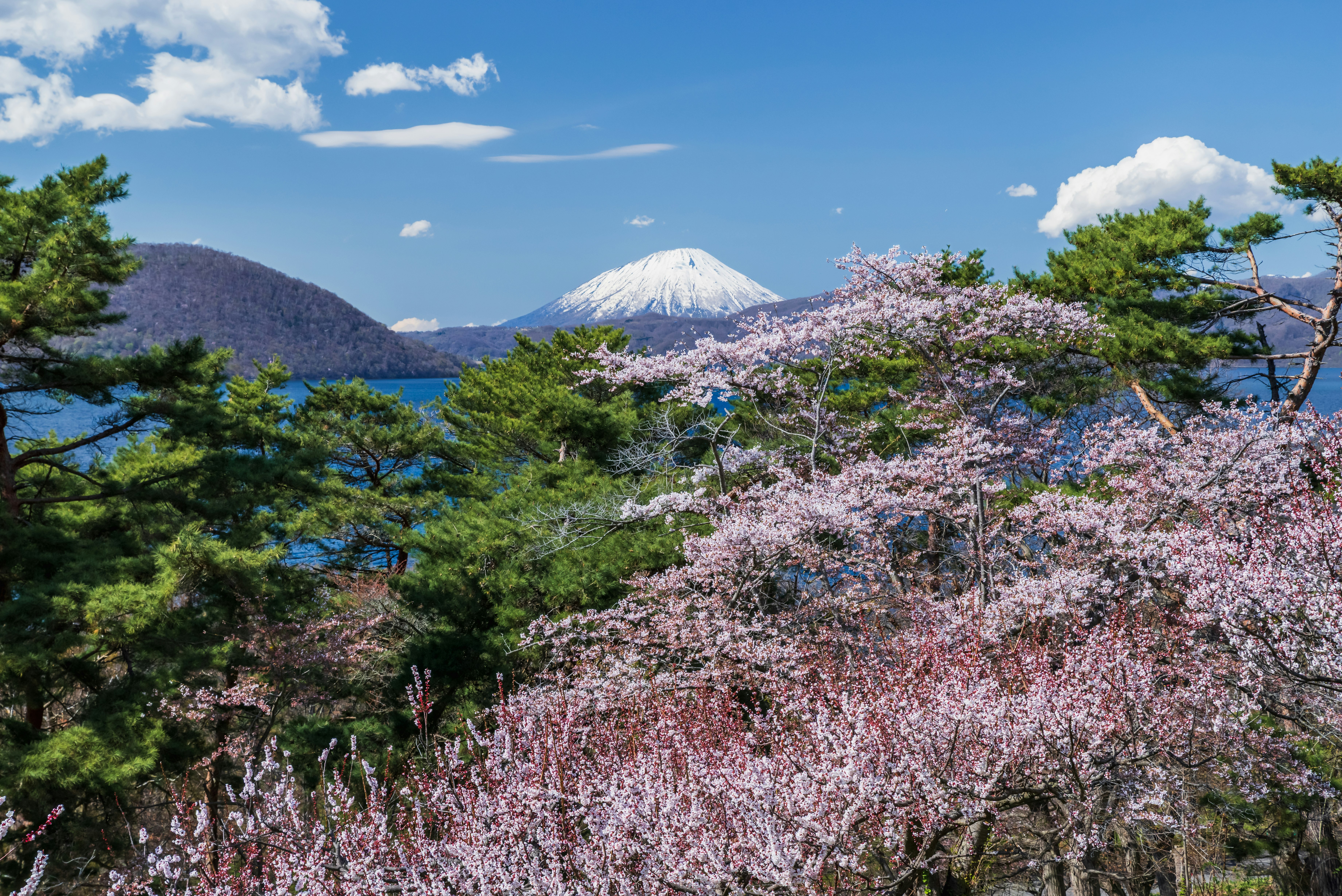 桜の花が咲く風景と雪をかぶった山の背景
