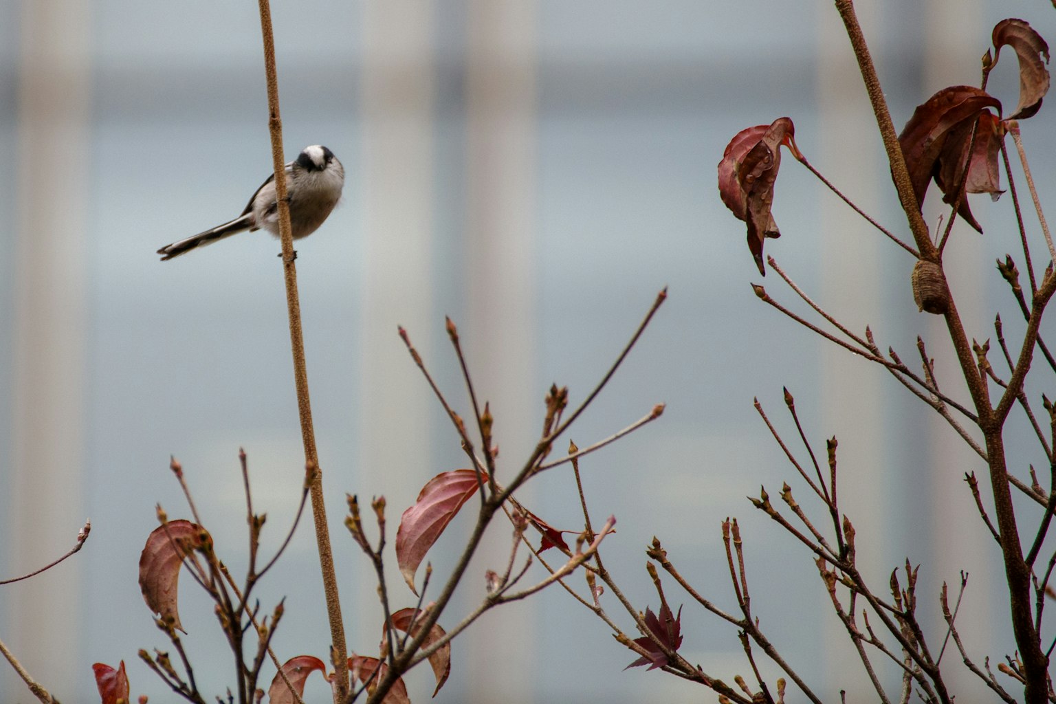 Kleiner Vogel auf einem Zweig mit trockenen Blättern im Hintergrund