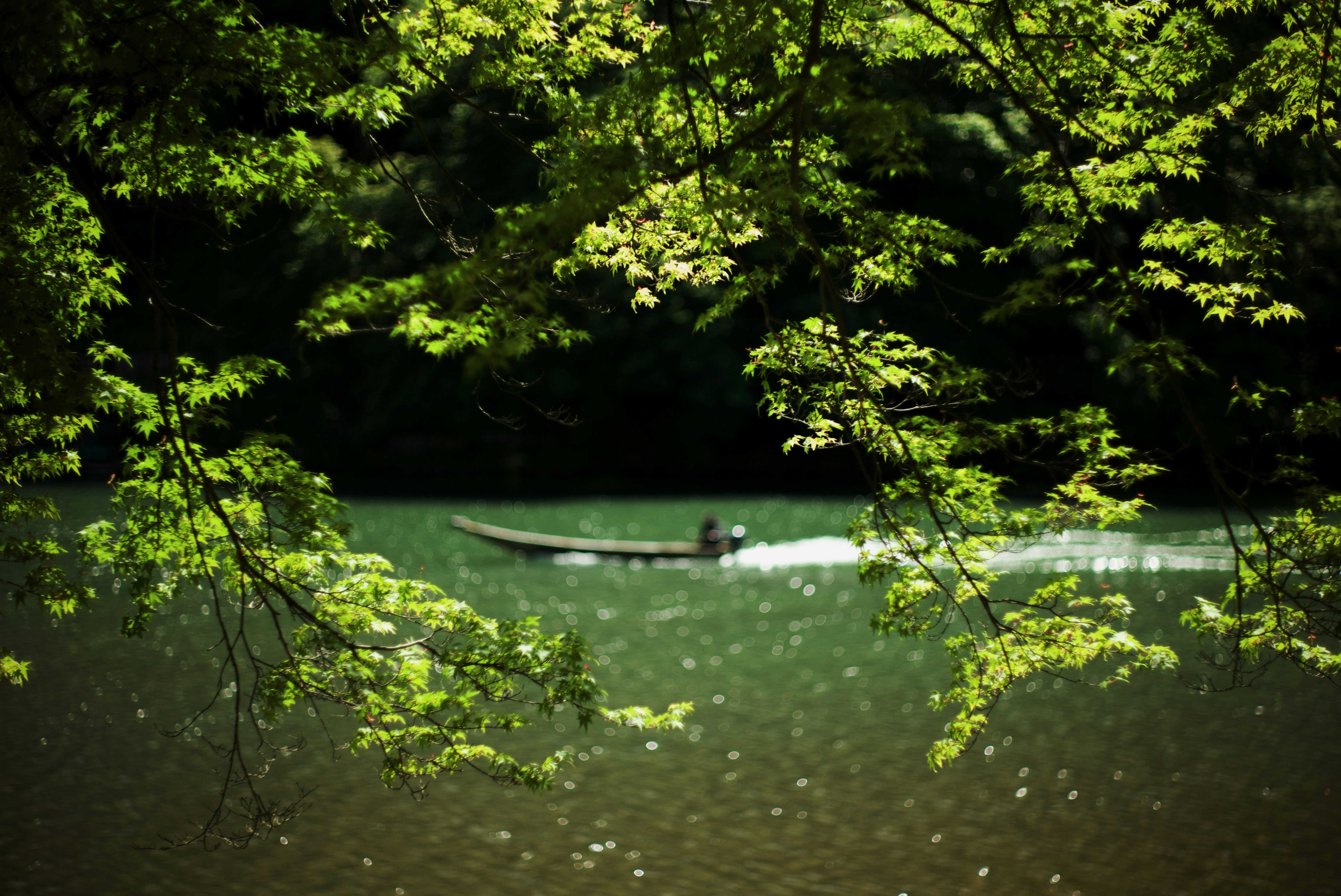 Canoa che pagaia su un fiume tra alberi di nuova vegetazione