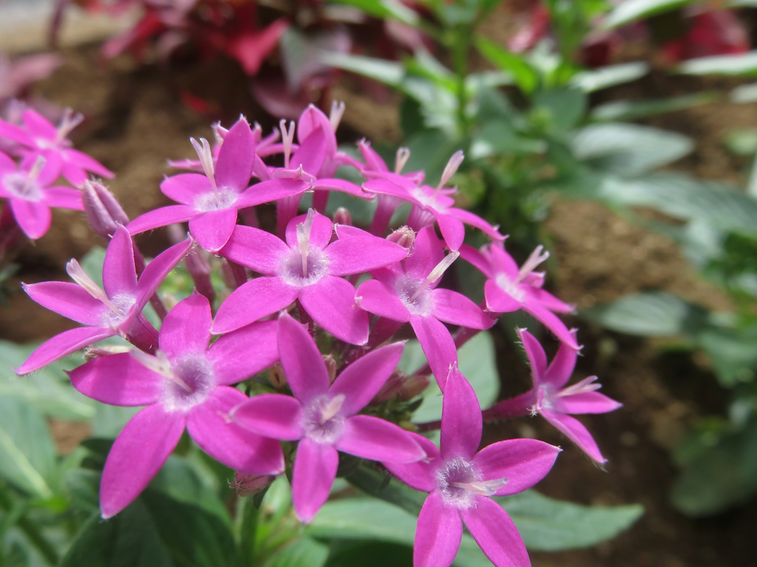 Nahaufnahme von lebhaften rosa Blumen mit sternförmigen Blütenblättern