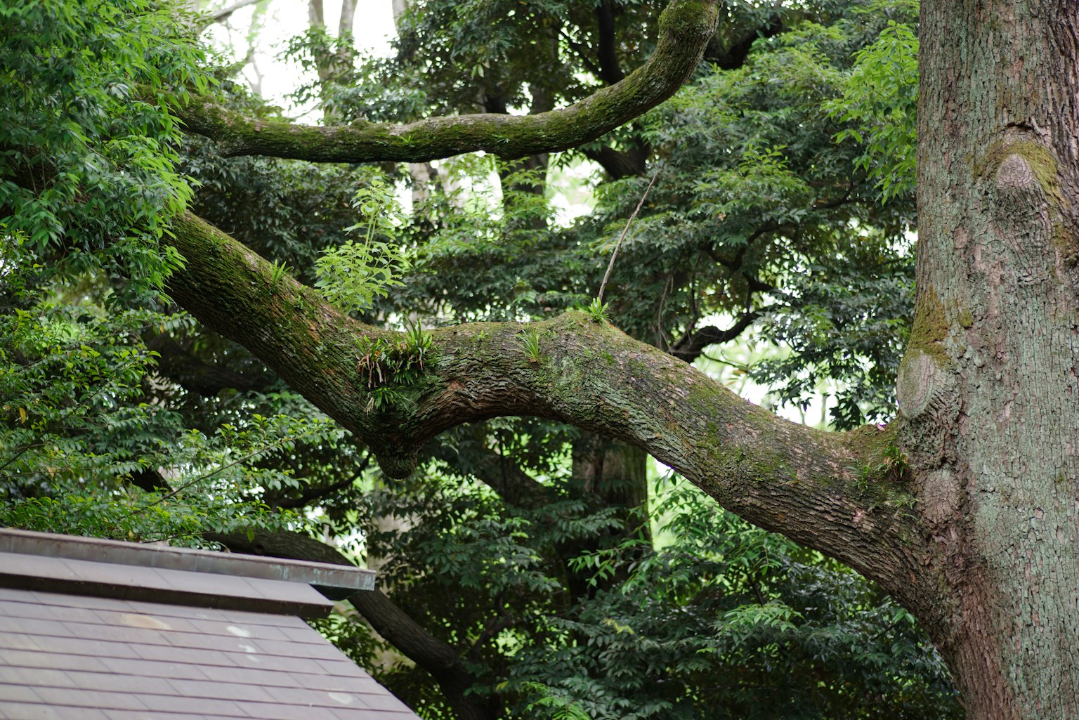 Rami di un grande albero coperti di muschio circondati da una vegetazione lussureggiante