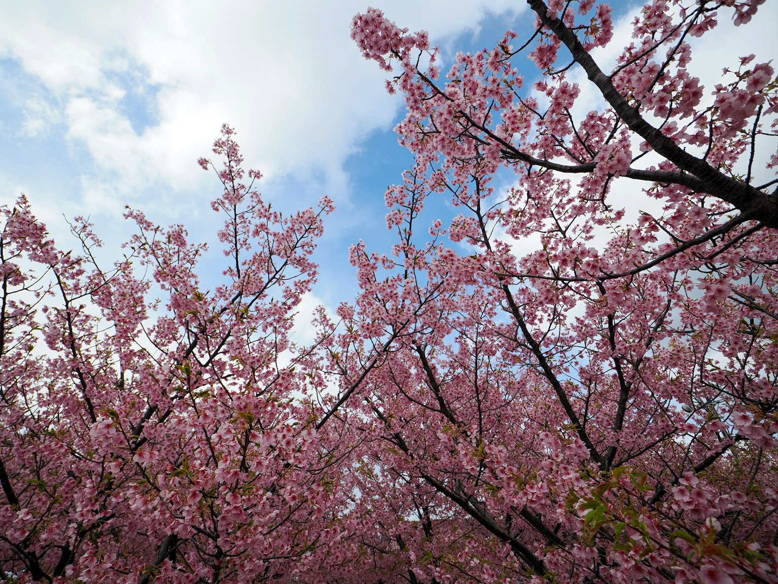Alberi di ciliegio con fiori rosa contro un cielo blu