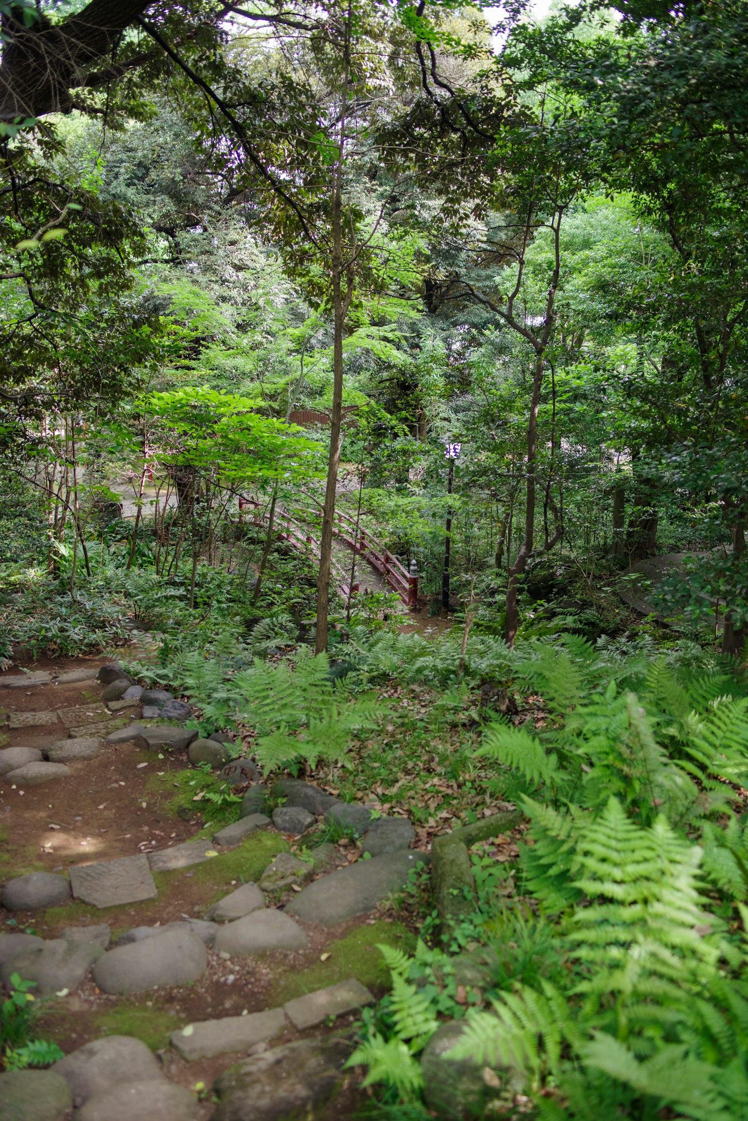 郁郁葱葱的森林中蜿蜒的石阶美景