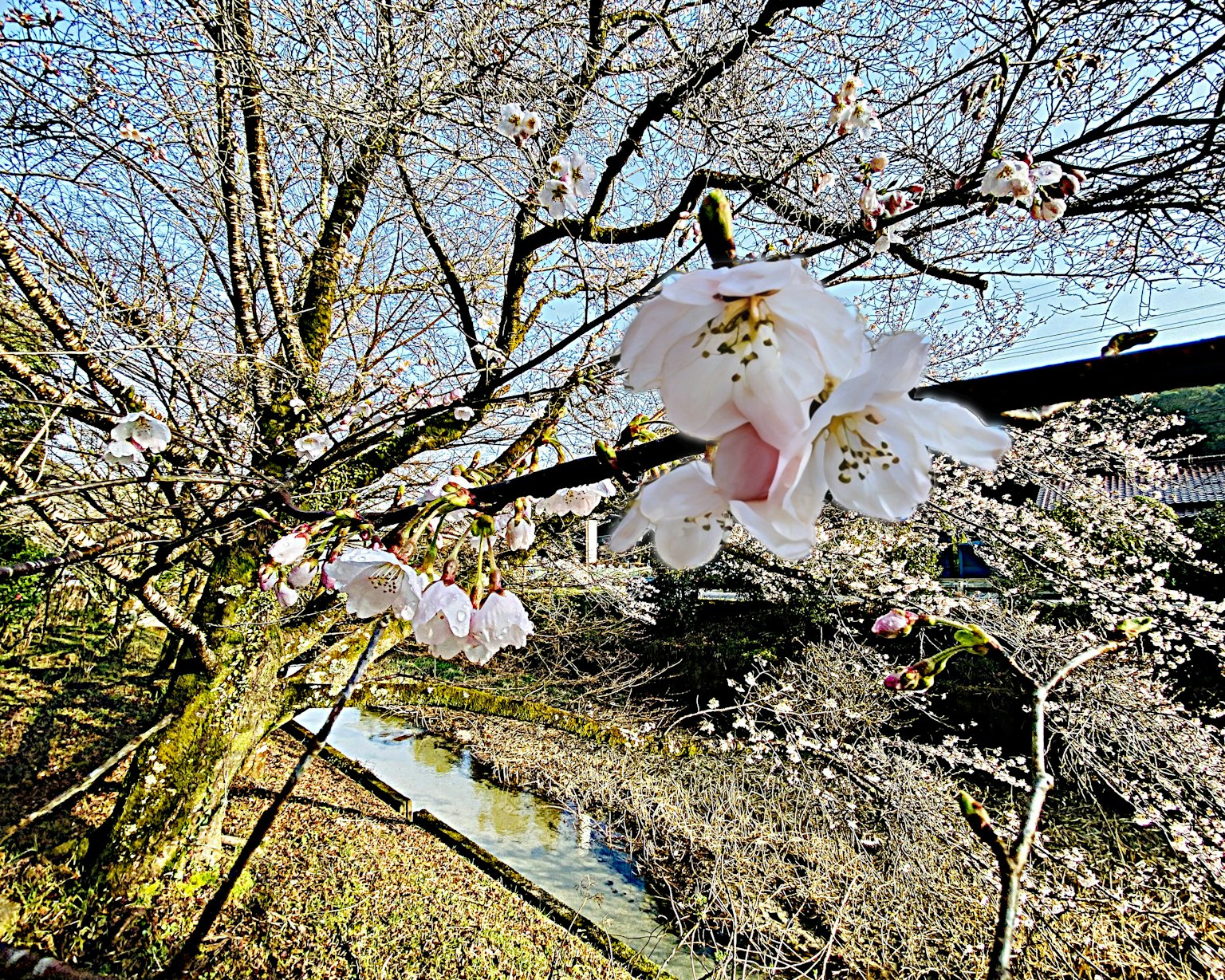 Bunga sakura di pohon dengan langit biru yang cerah
