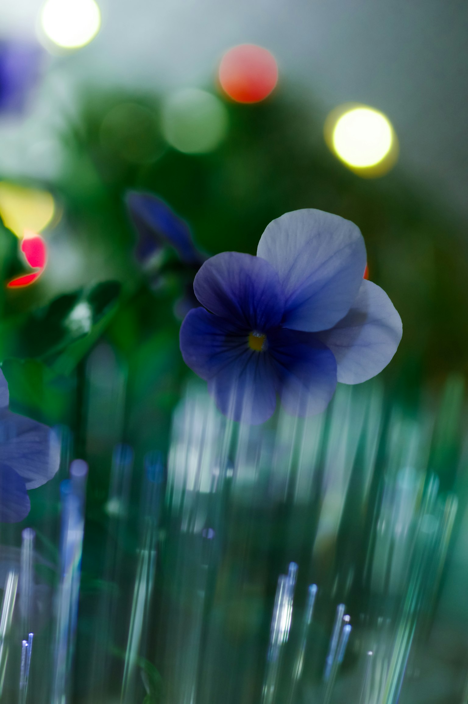 Bild mit einer lila Blume und einem verschwommenen grünen Hintergrund