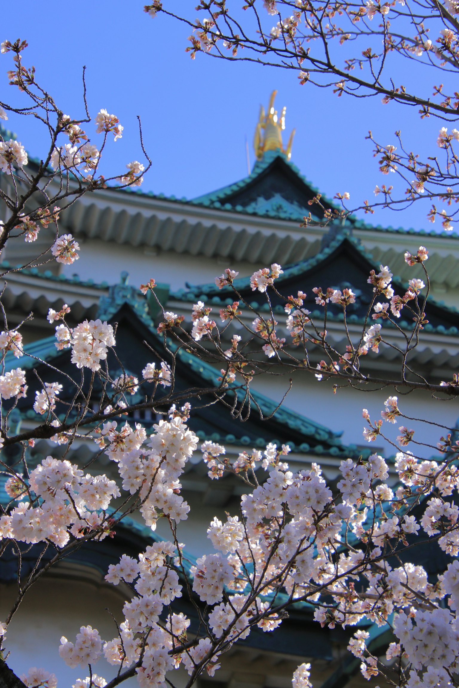 Bellissima vista del castello di Nagoya incorniciato da fiori di ciliegio