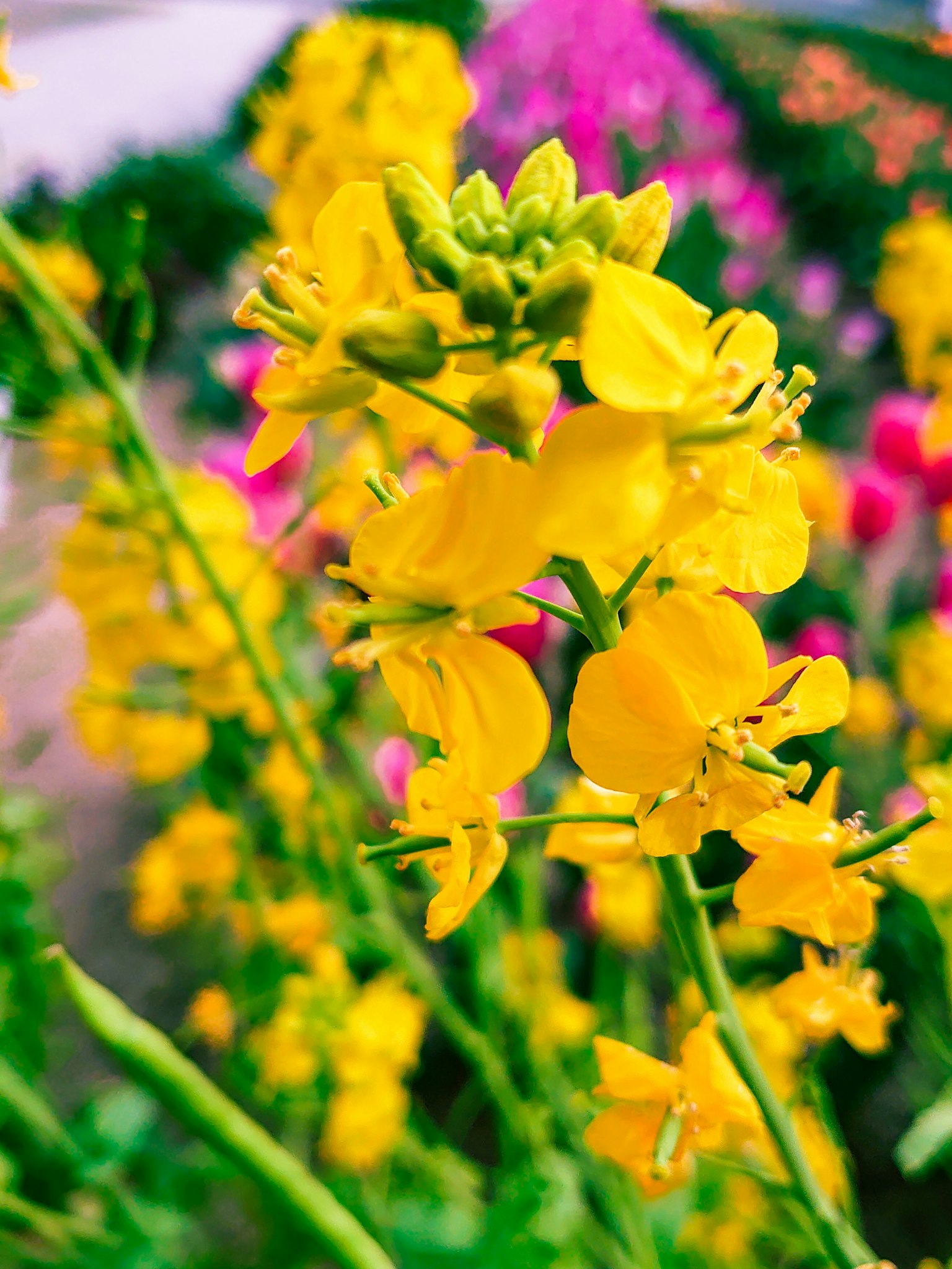 Close-up of vibrant yellow flowers with a blurred background of pink flowers