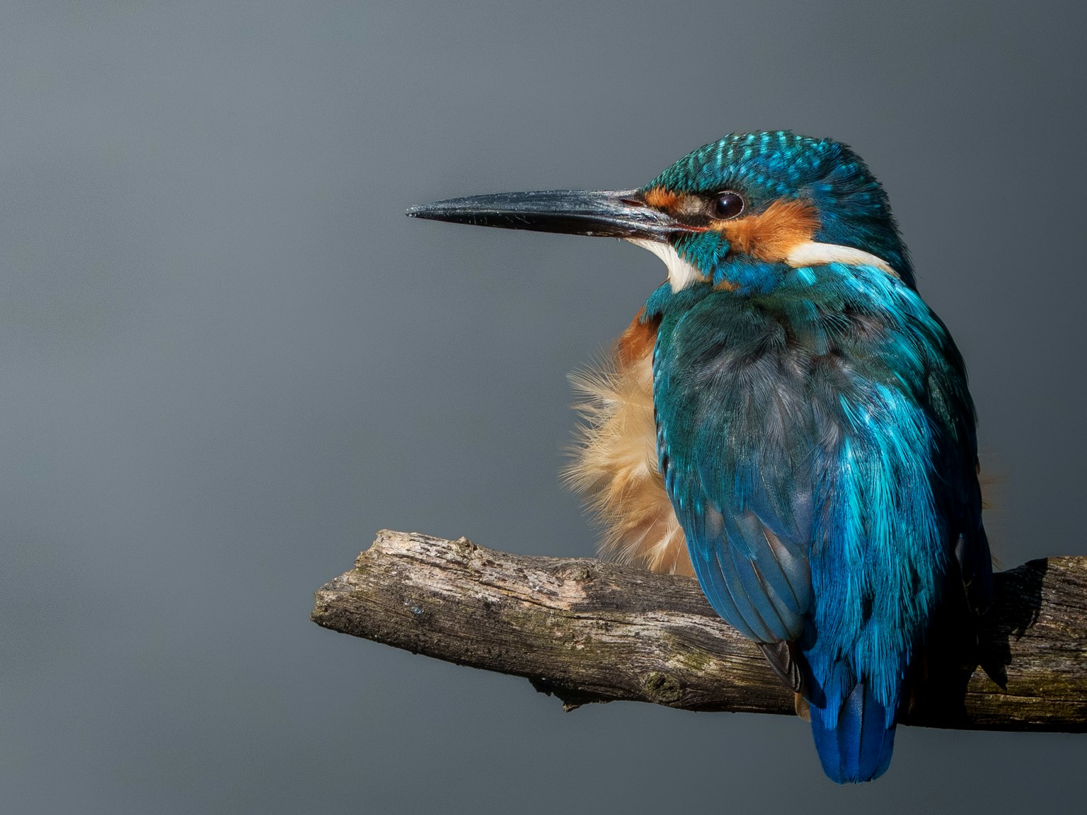 Ein Eisvogel mit leuchtend blauen Federn auf einem Ast sitzend