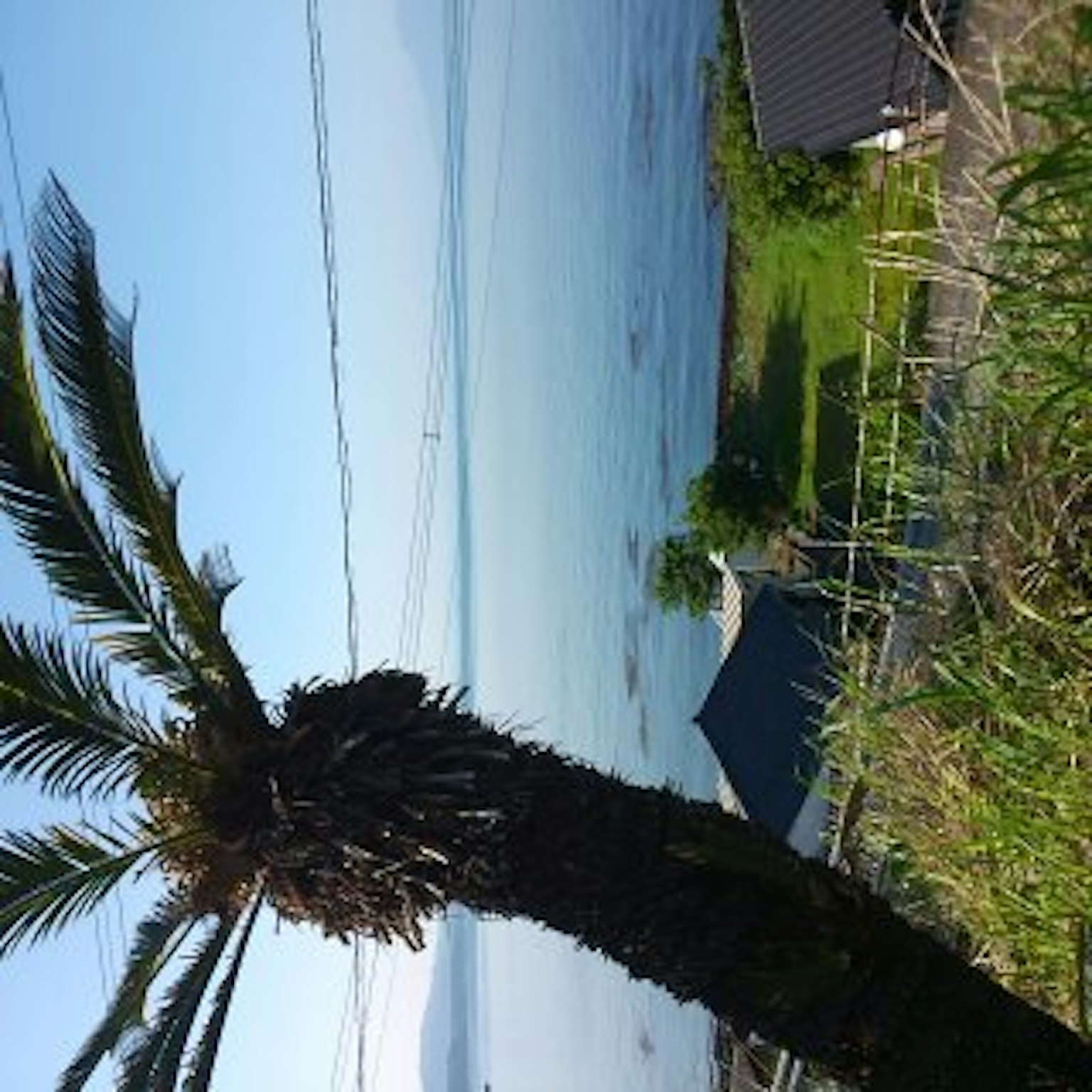 海洋景观与棕榈树和晴朗的蓝天