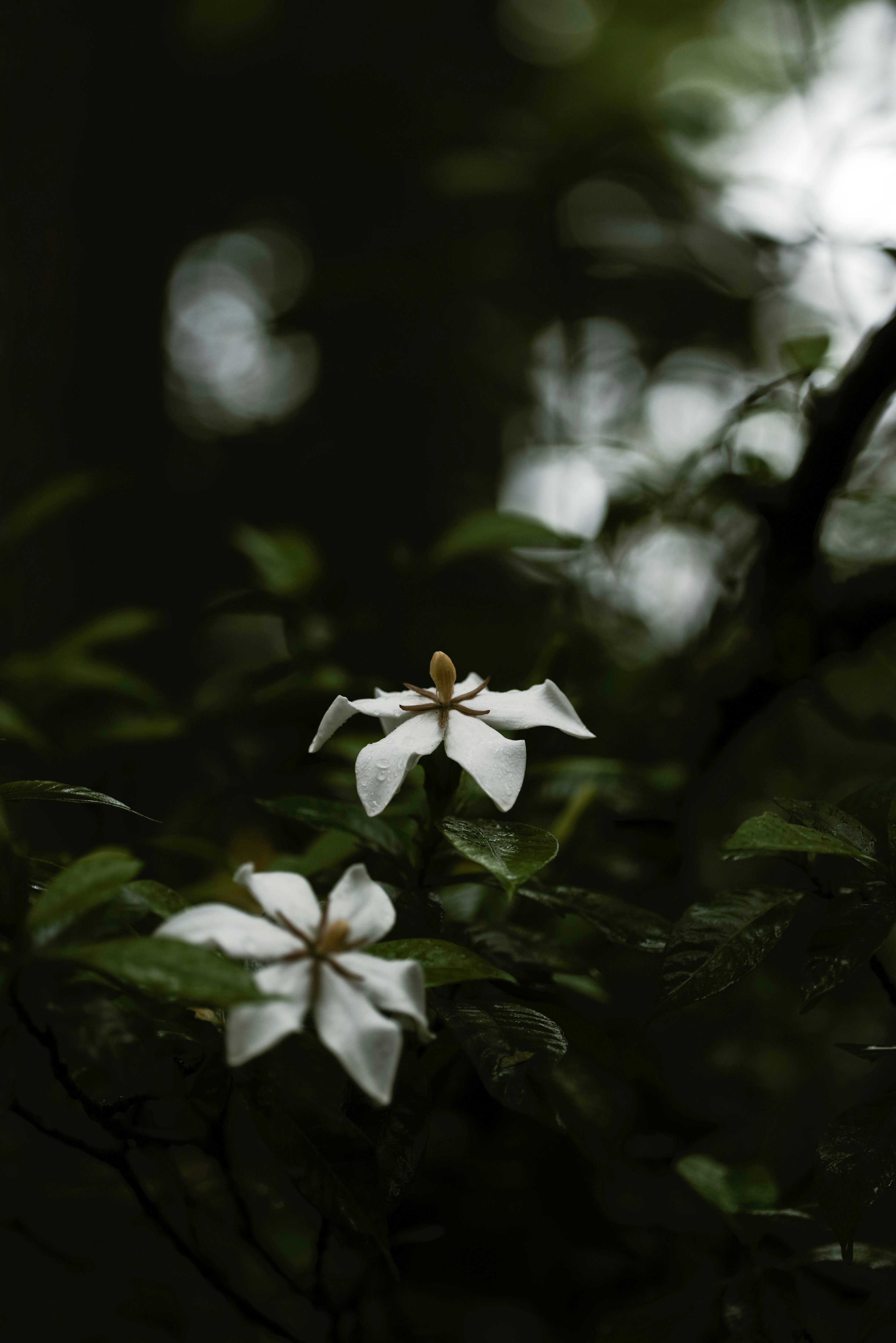 雨の朝の神社境内で咲くクチナシの花
