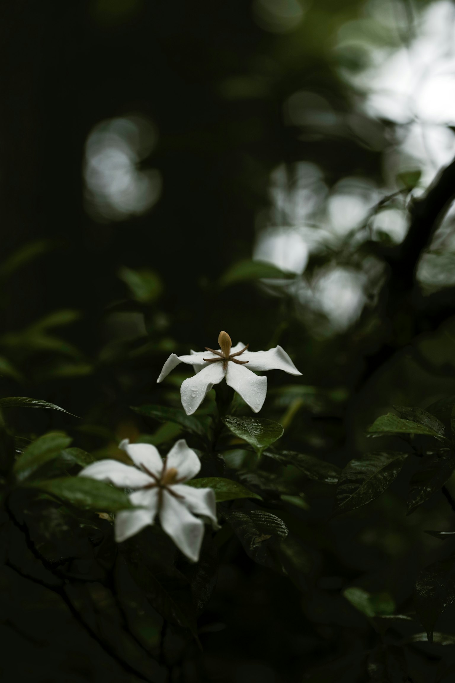 White flowers blooming against a dark background