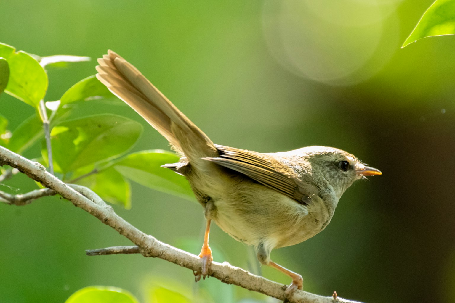 Kleiner Vogel auf einem Ast mit grünem Laub im Hintergrund