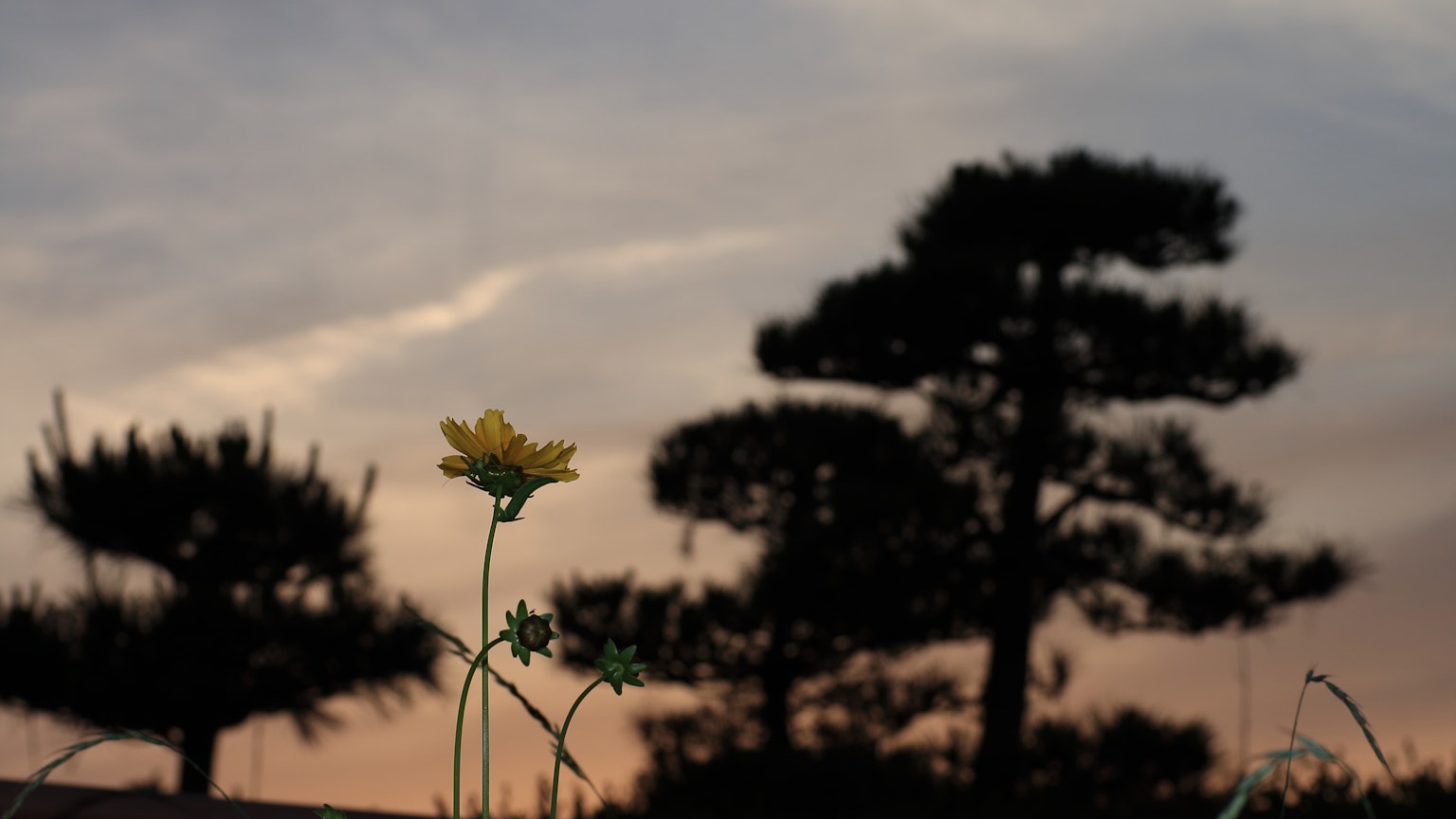 Fleur jaune au premier plan avec des arbres en silhouette contre un ciel de coucher de soleil