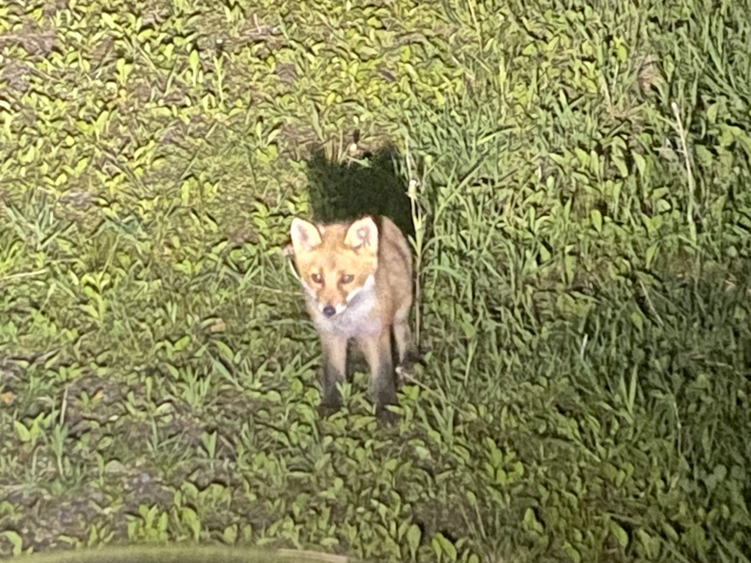 一只小狐狸站在草地上