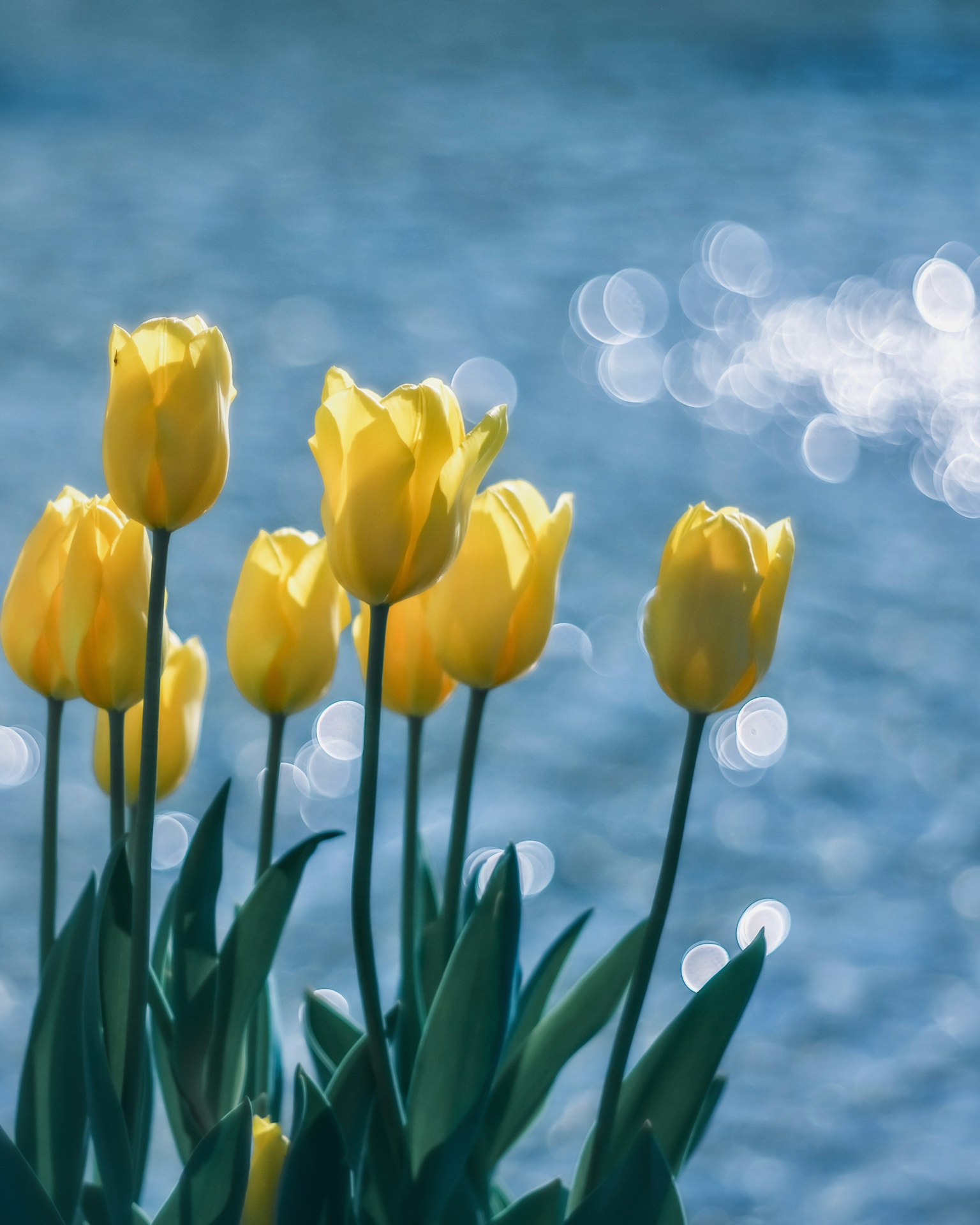 Bouquet di tulipani gialli su uno sfondo blu
