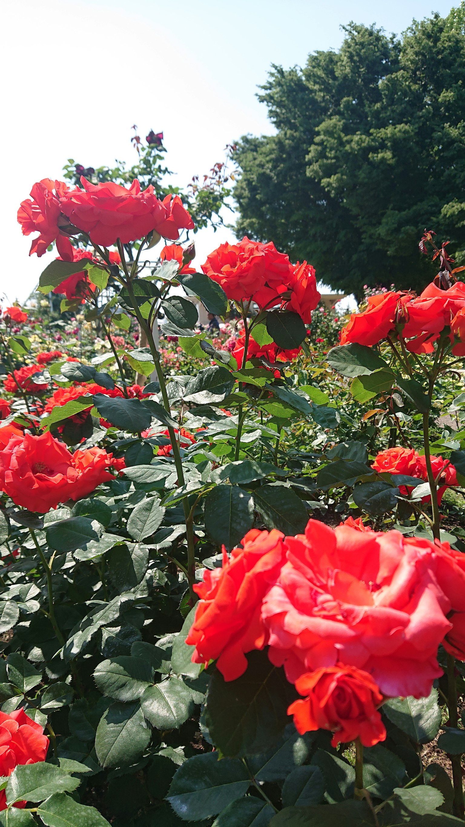 A garden filled with blooming red roses