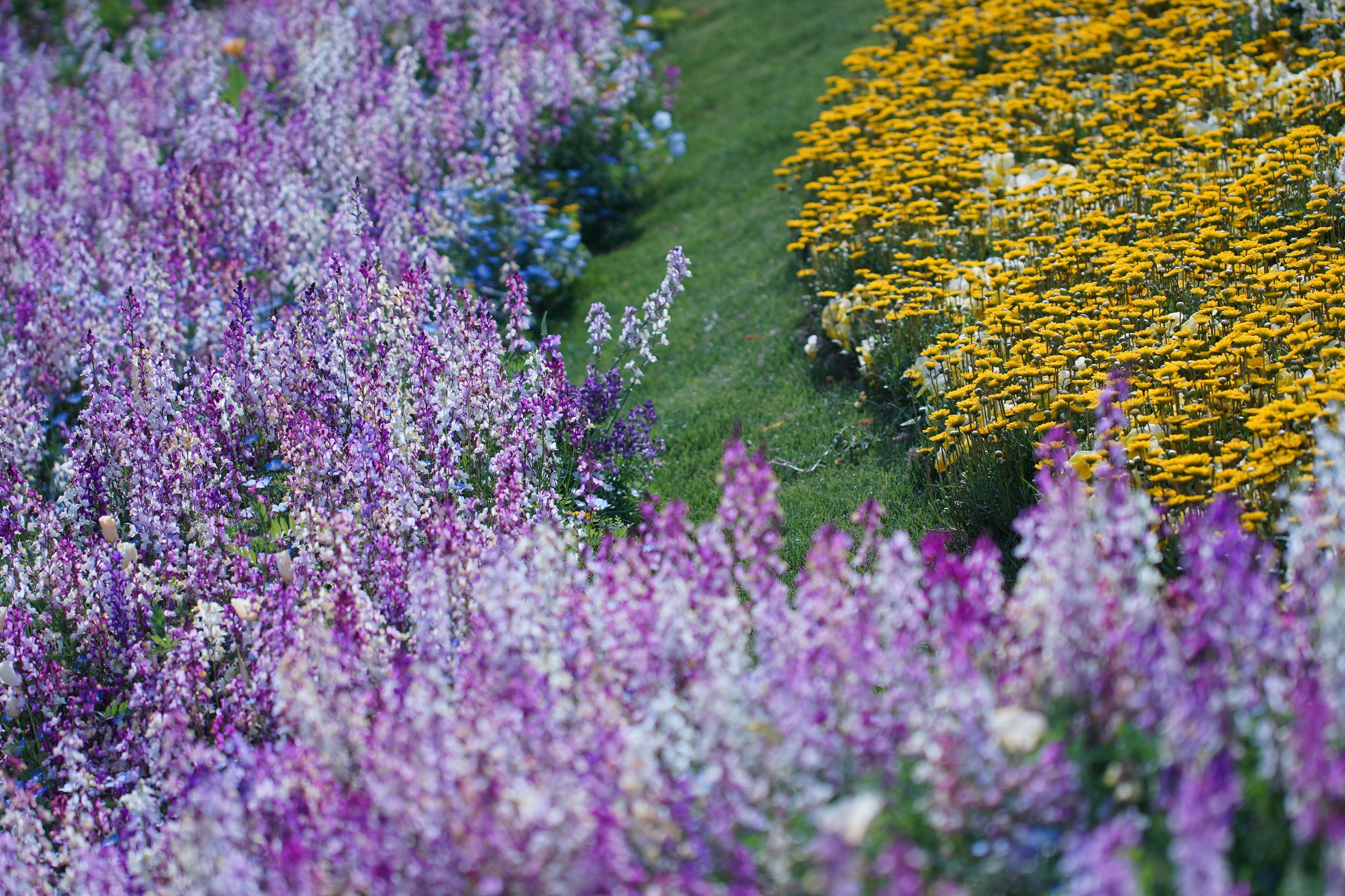 紫と黄色の花が咲き並ぶ花畑の景色