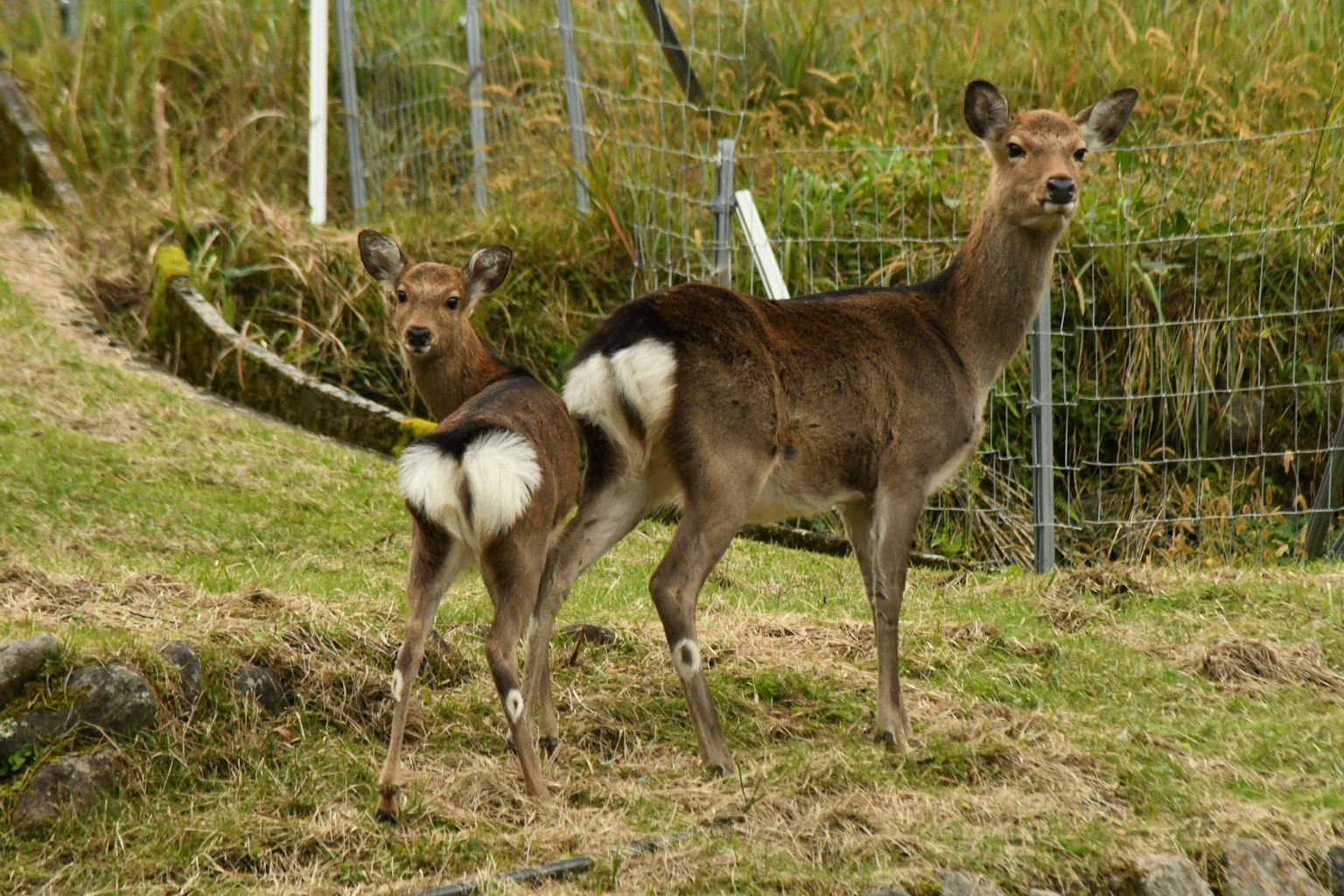 Two deer standing on grassy ground