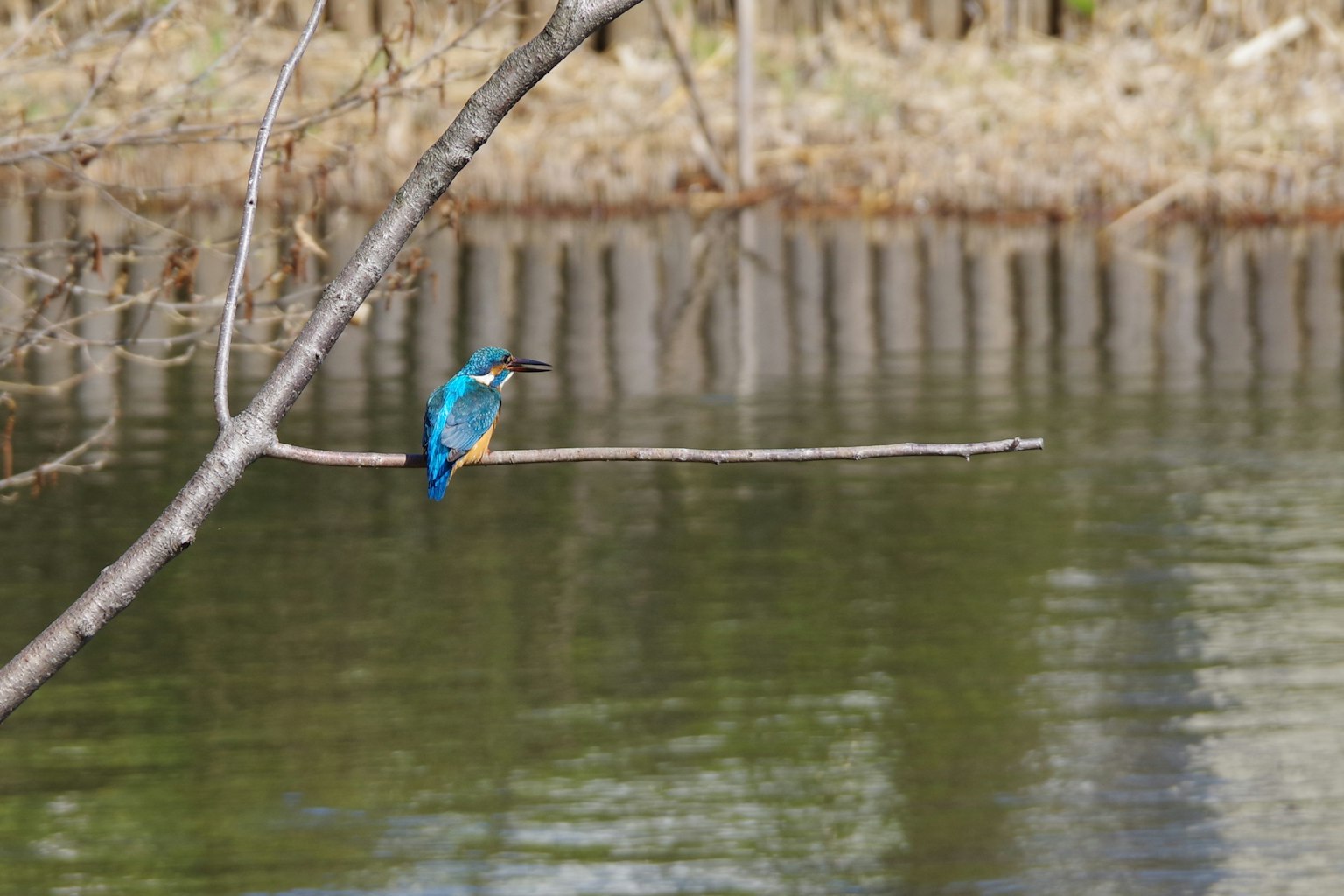 Burung kingfisher yang bertengger di atas dahan dekat air