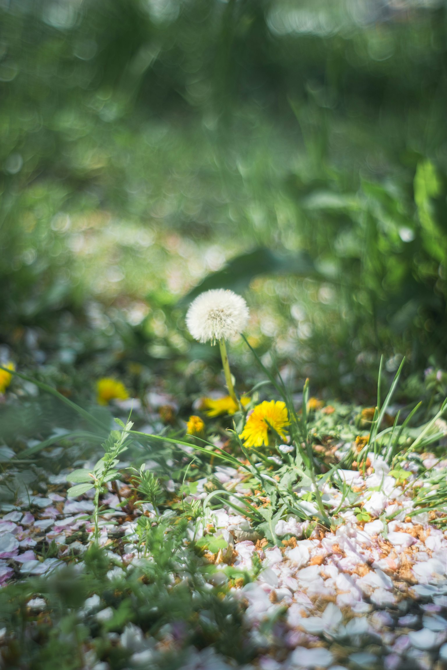 Un dente di leone bianco e fiori gialli in un paesaggio erboso verde