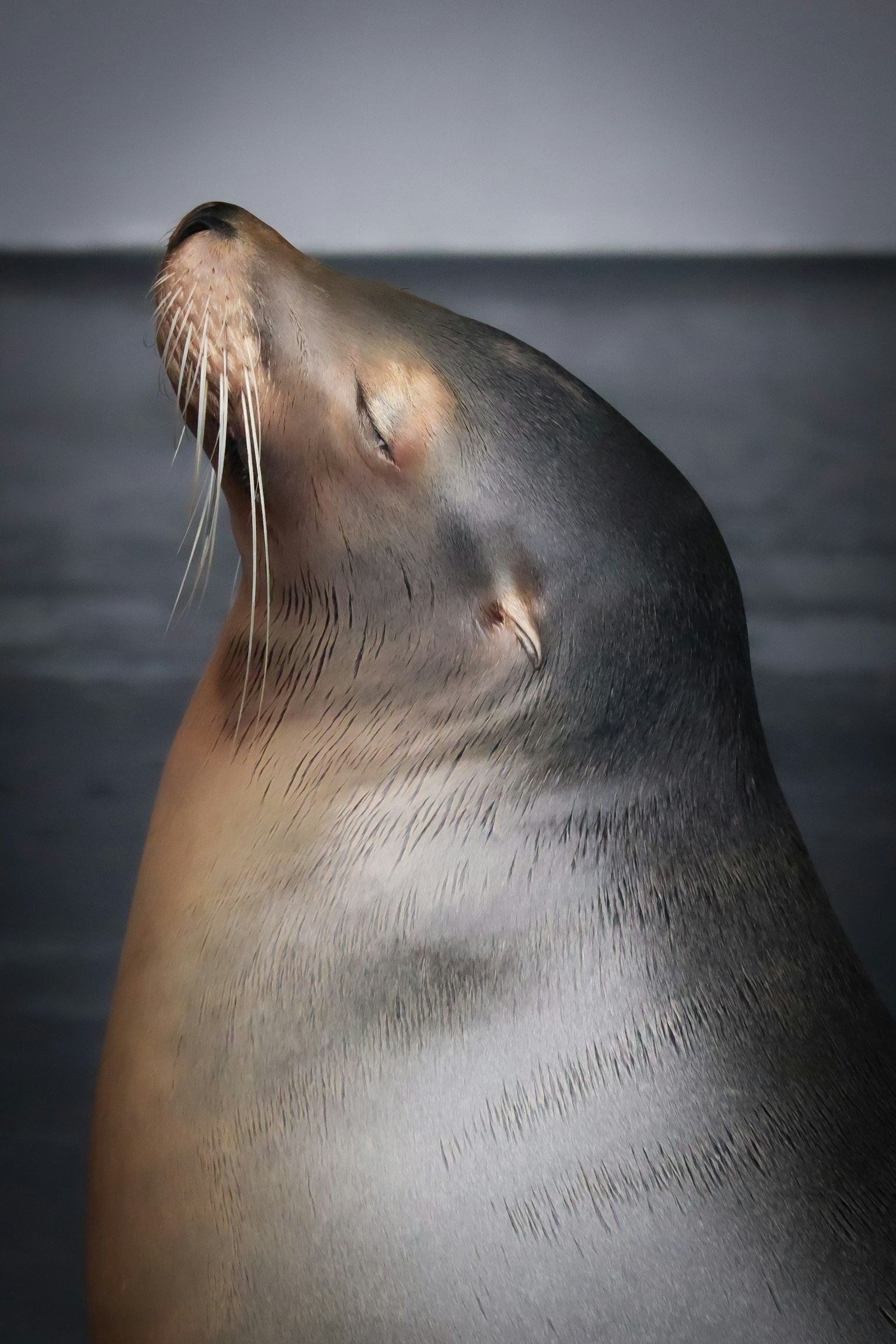 Primo piano di un leone marino che guarda di lato