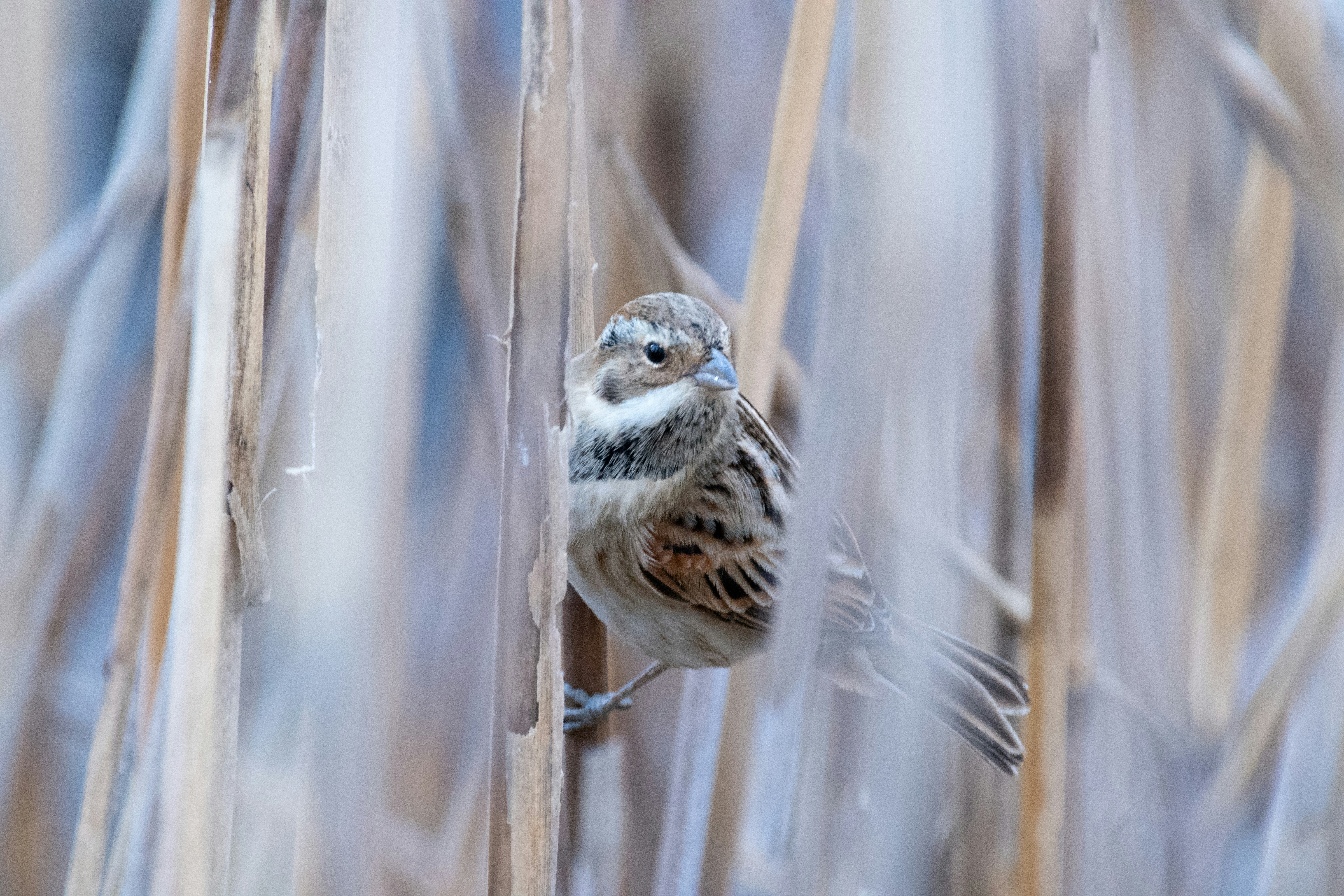 A small bird hiding among dry reeds