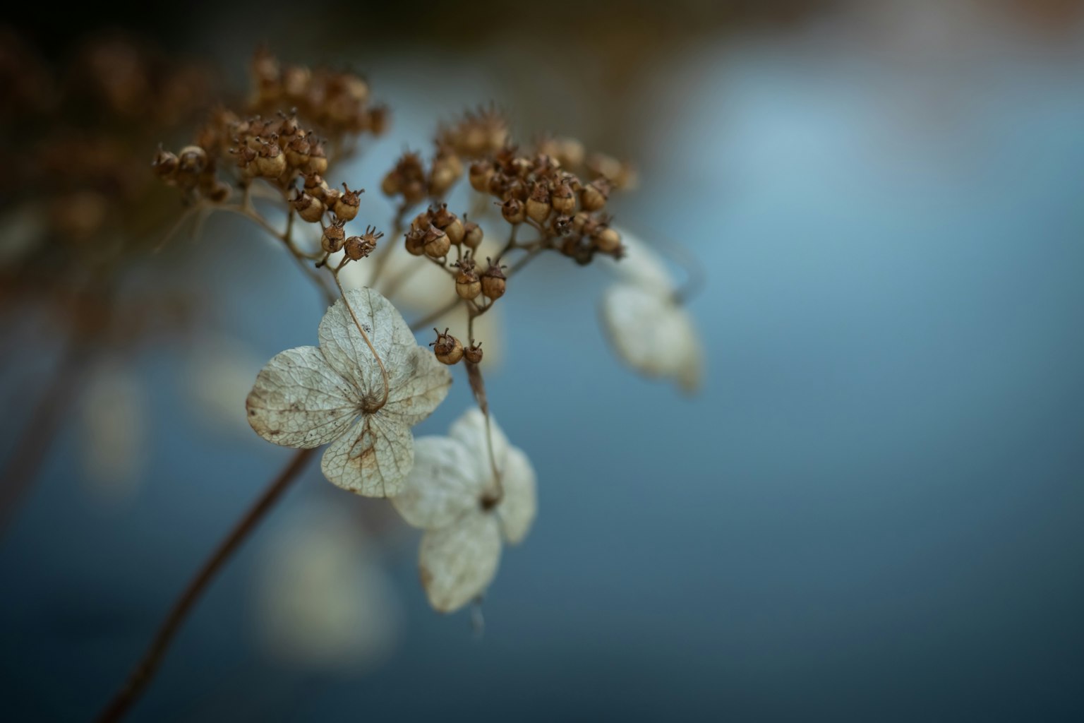 Nahaufnahme von weißen Blumen und getrockneten Blütenständen vor einem Wasserhintergrund