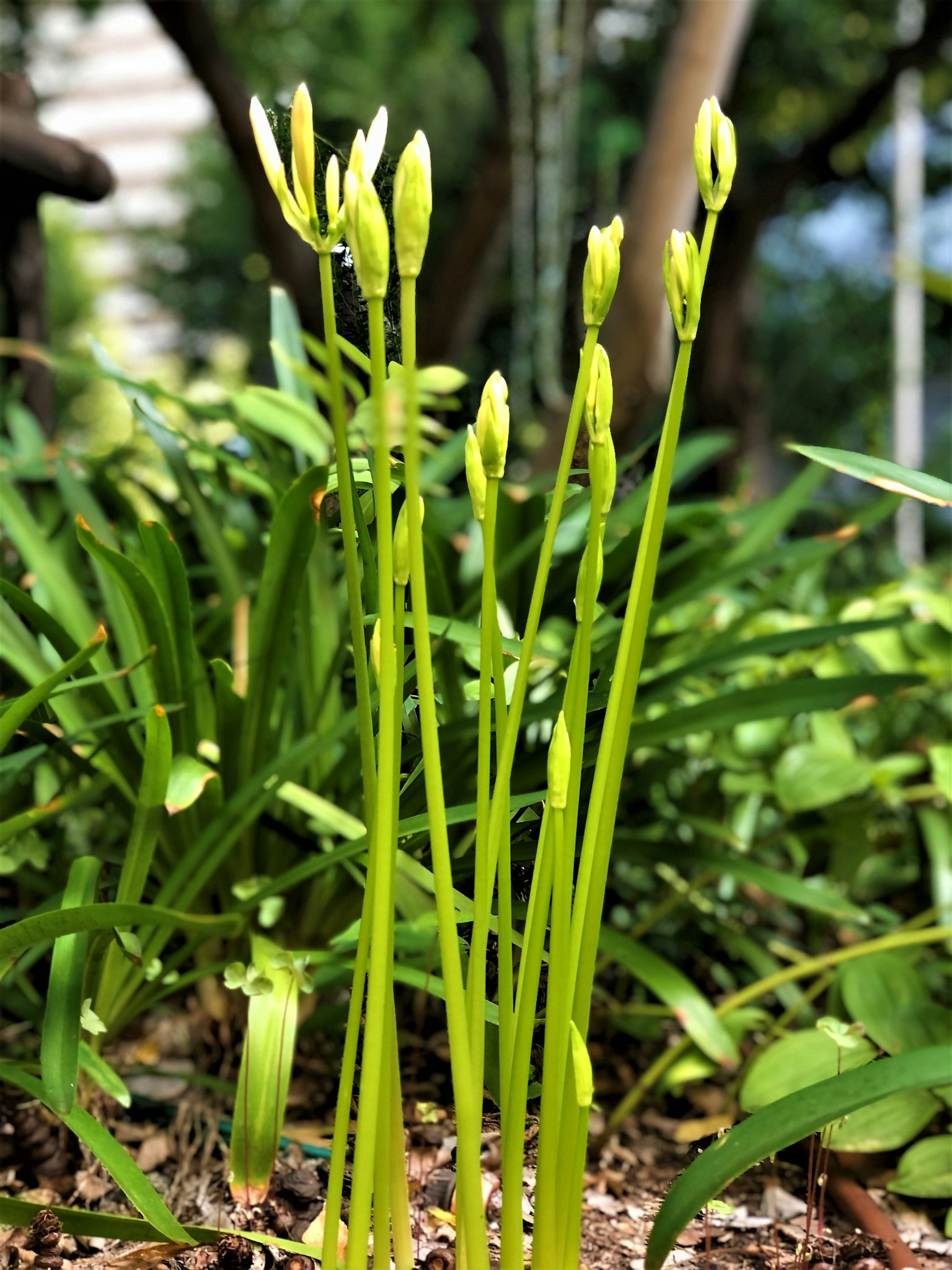 一簇绿色植物，带有花苞的茎