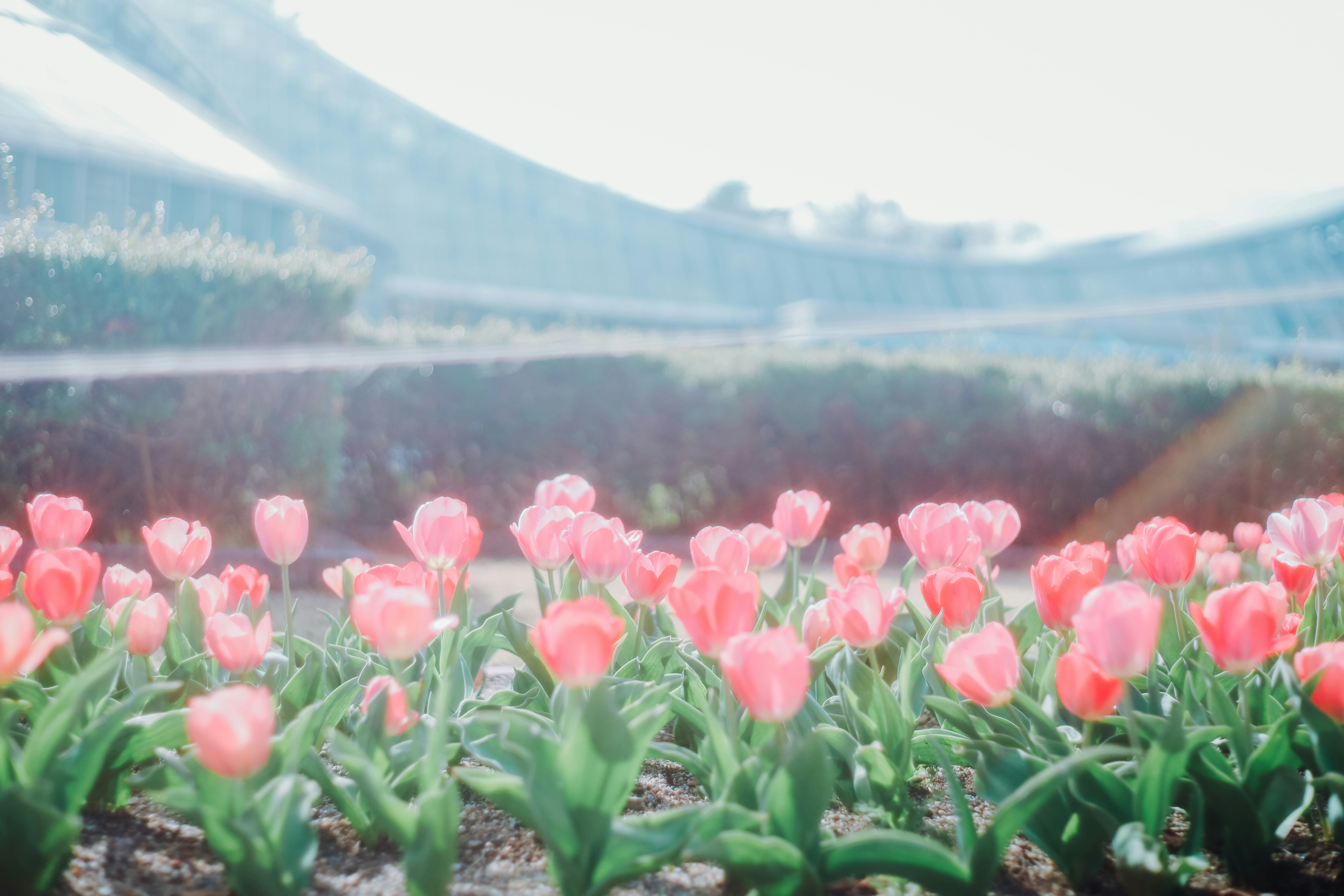 鬱金香花海與遠處山景