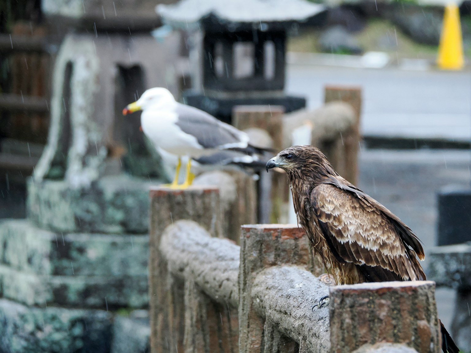 Möwe und Falke auf einem Holzgeländer im Regen