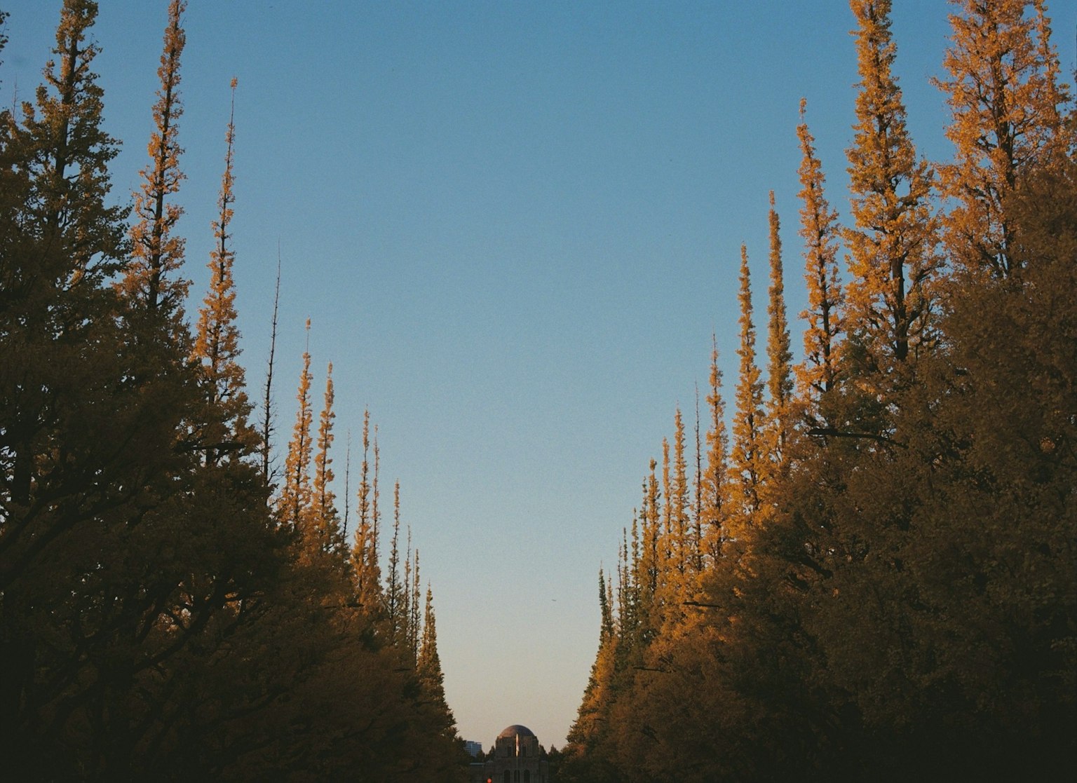 Un sentiero panoramico fiancheggiato da alberi dorati e un cielo blu chiaro