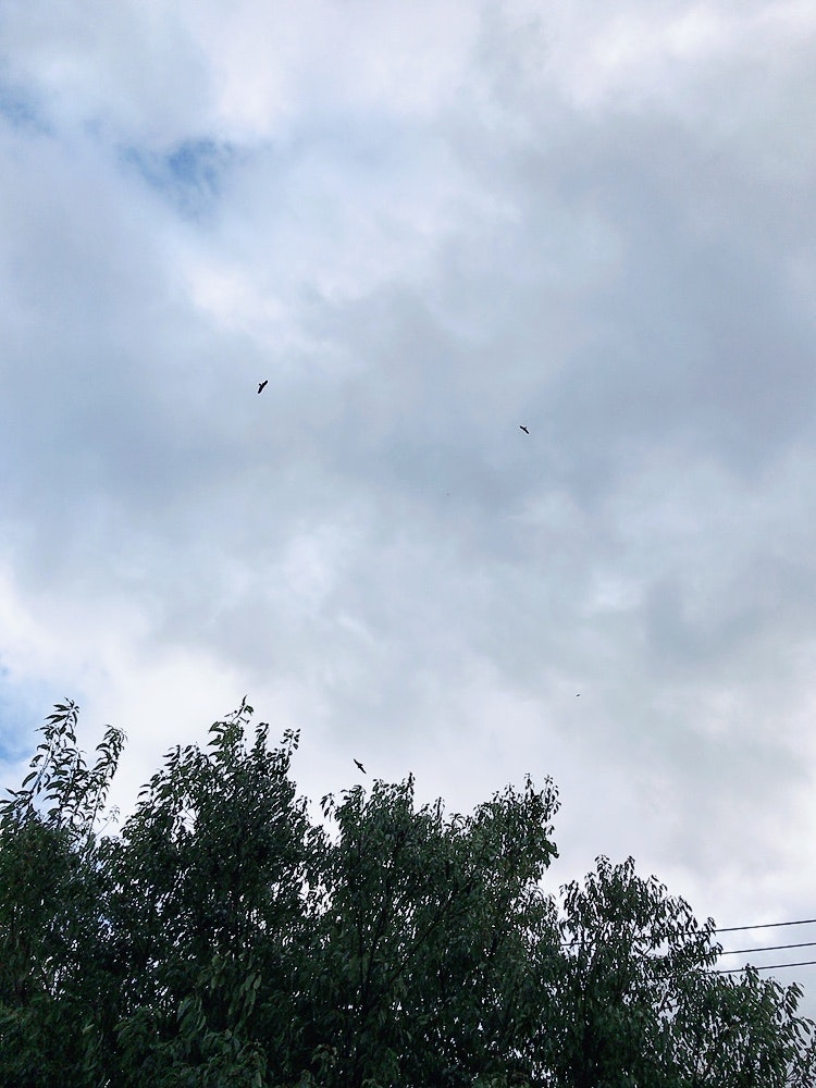 雲の広がる空と木々のシルエット