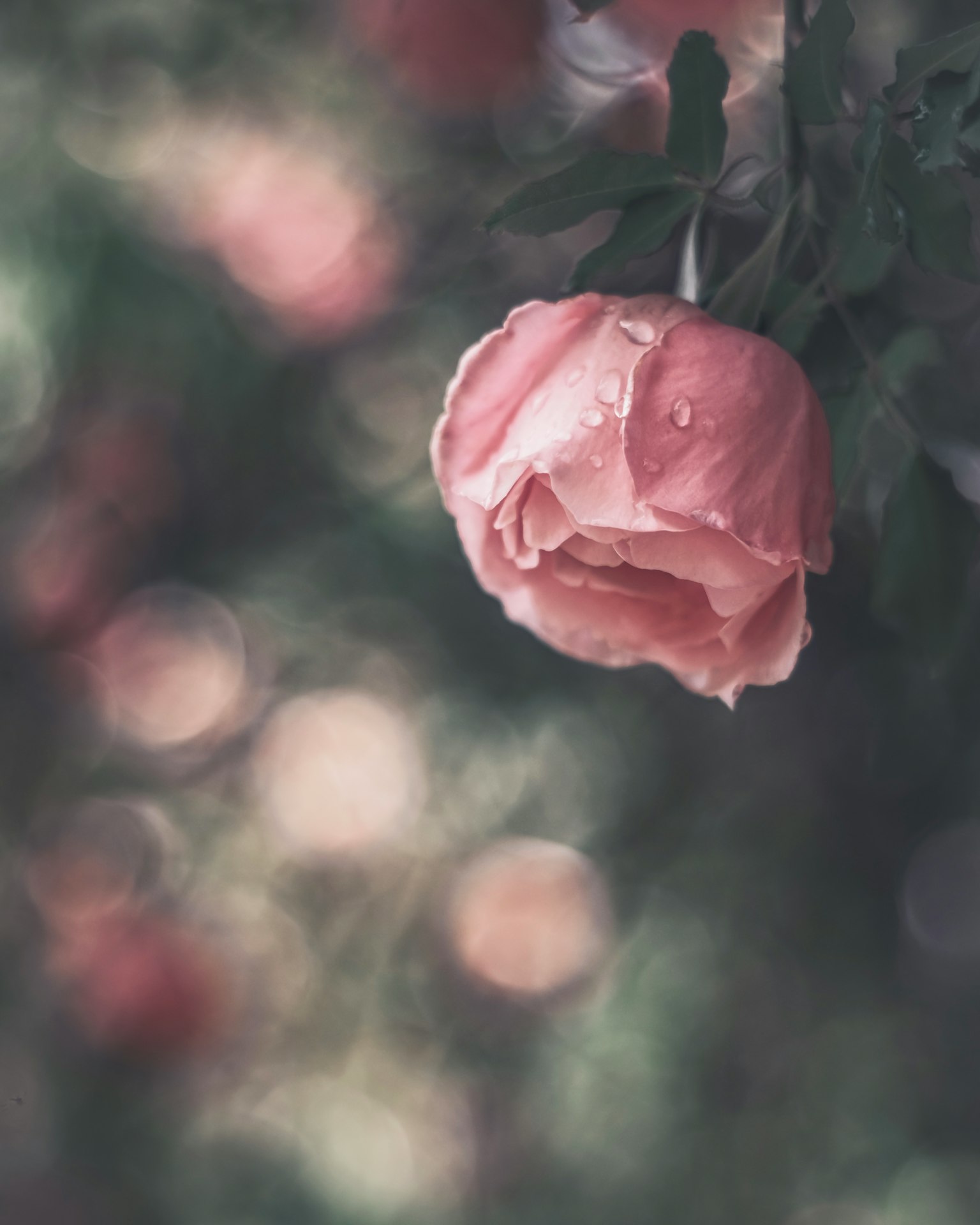 Close-up of a pale pink rose with droplets on it blurred background