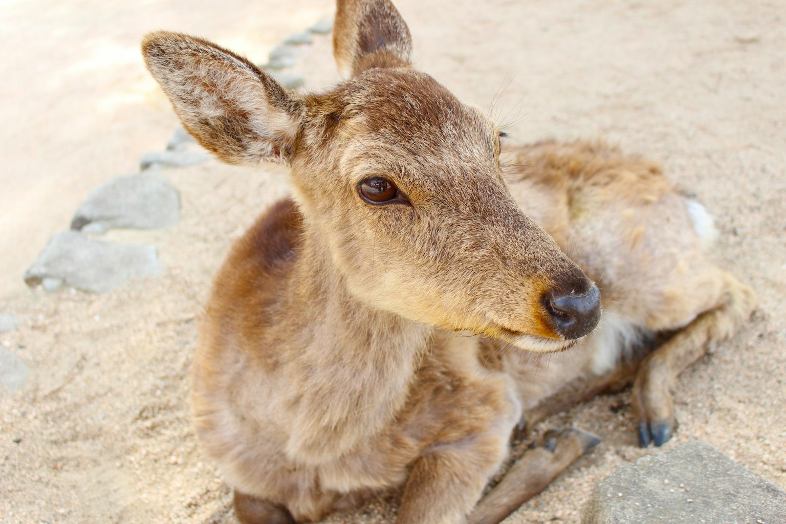 A small deer resting on sandy ground