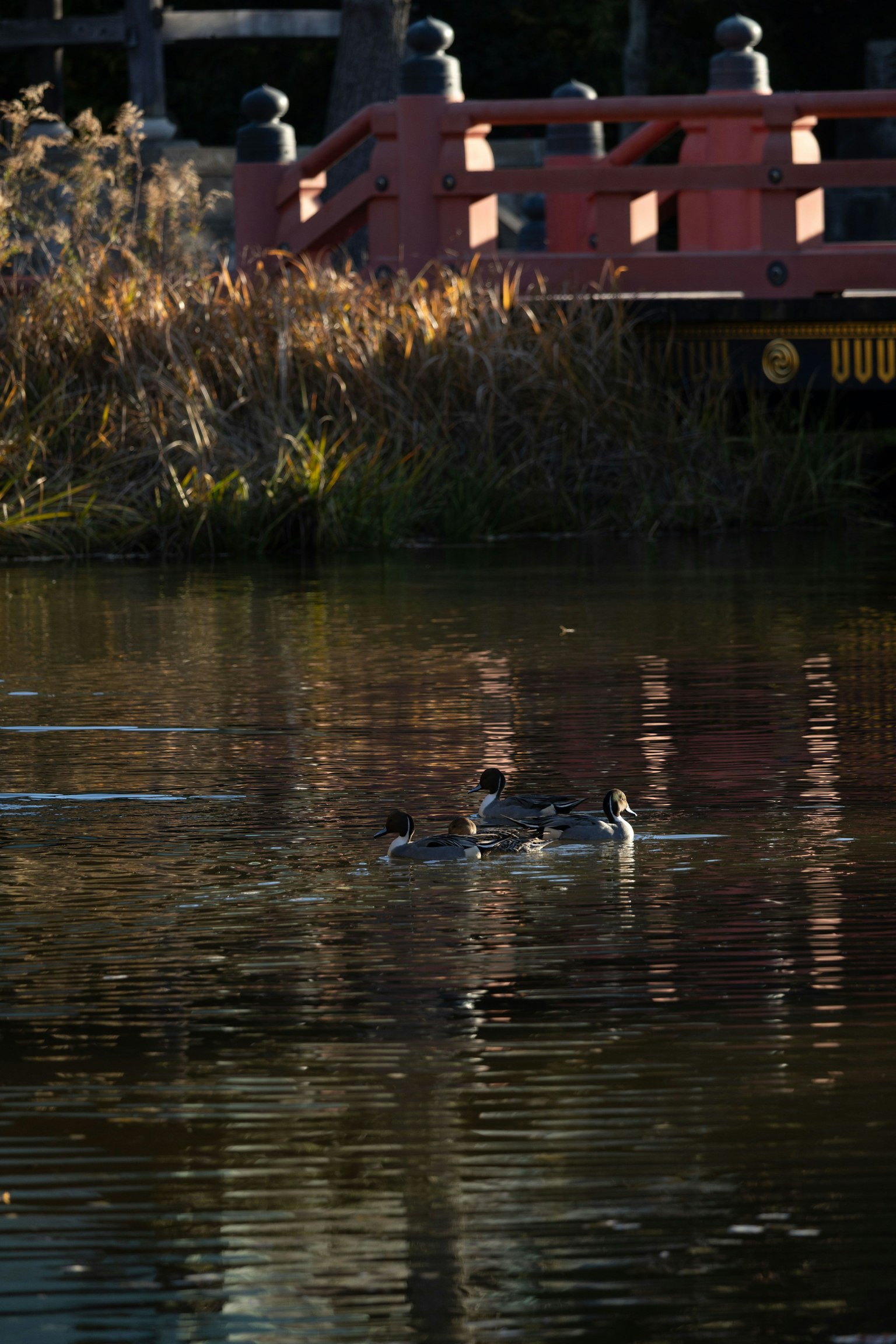 Enten schwimmen nahe einer roten Brücke mit einer ruhigen Wasseroberfläche
