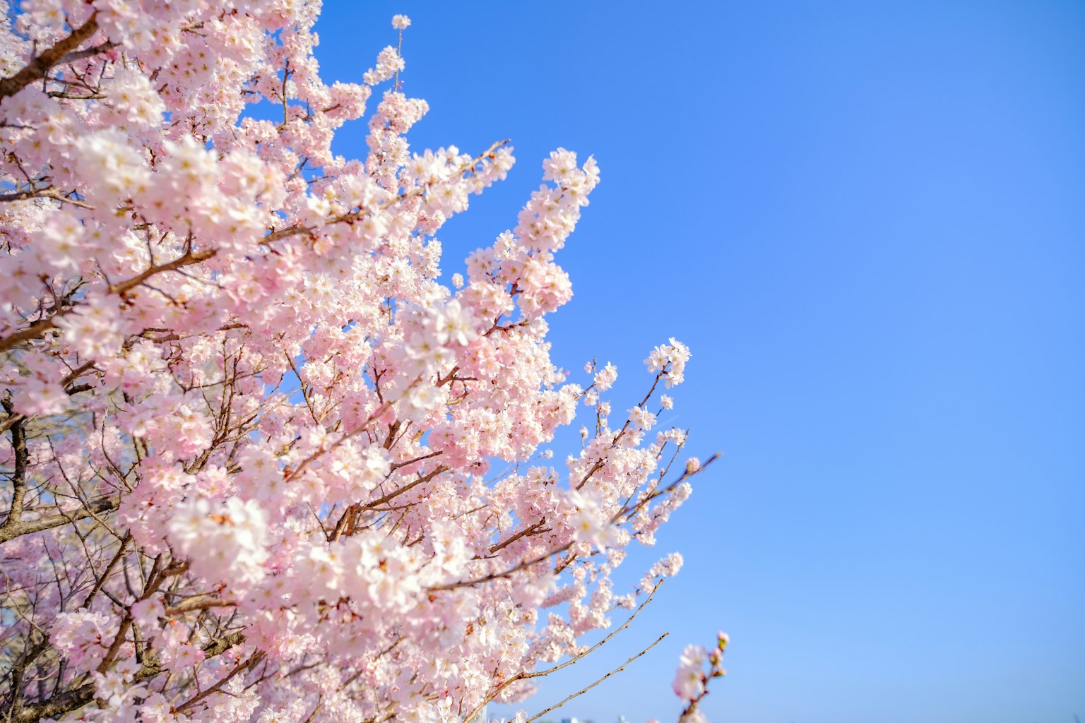 Kirschblüten in voller Blüte vor einem klaren blauen Himmel