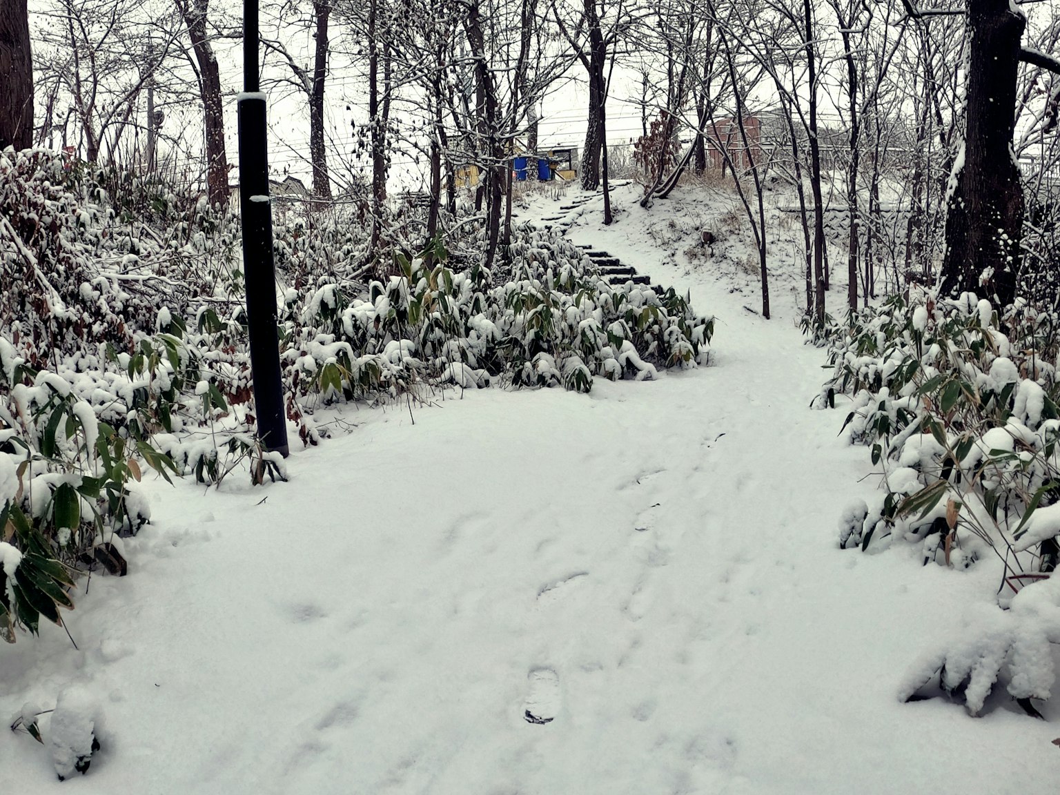 被雪覆蓋的小徑，周圍是樹木和灌木
