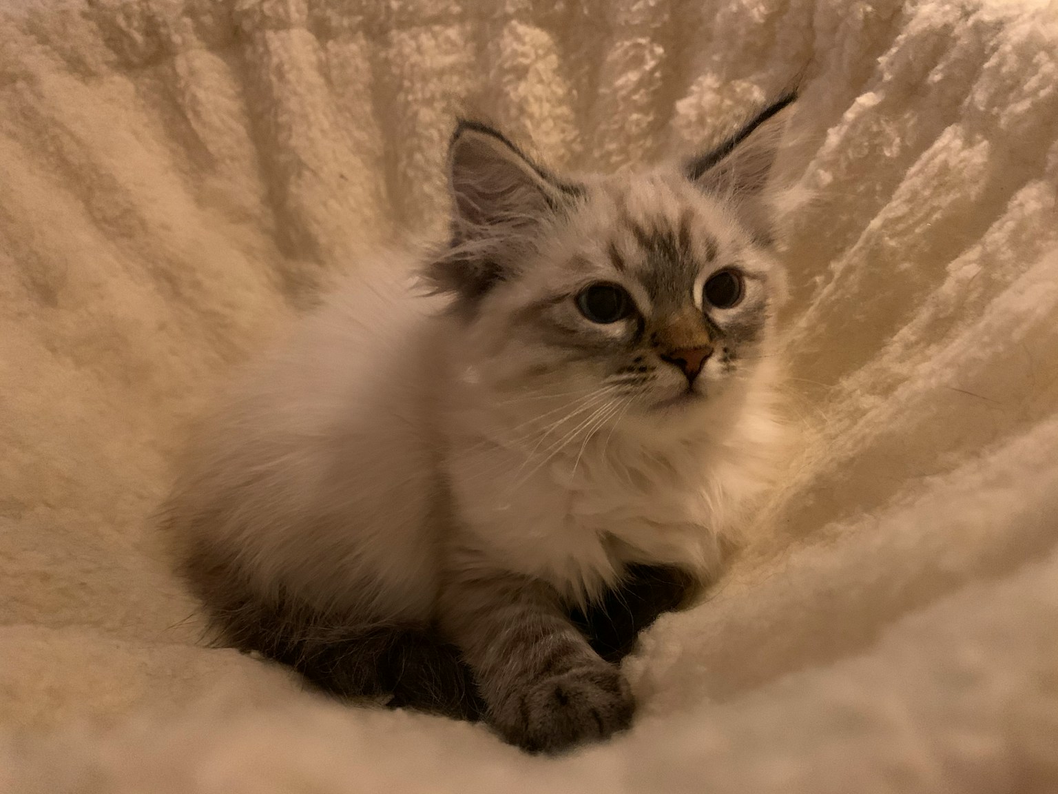 小猫坐在柔软的奶油色垫子上