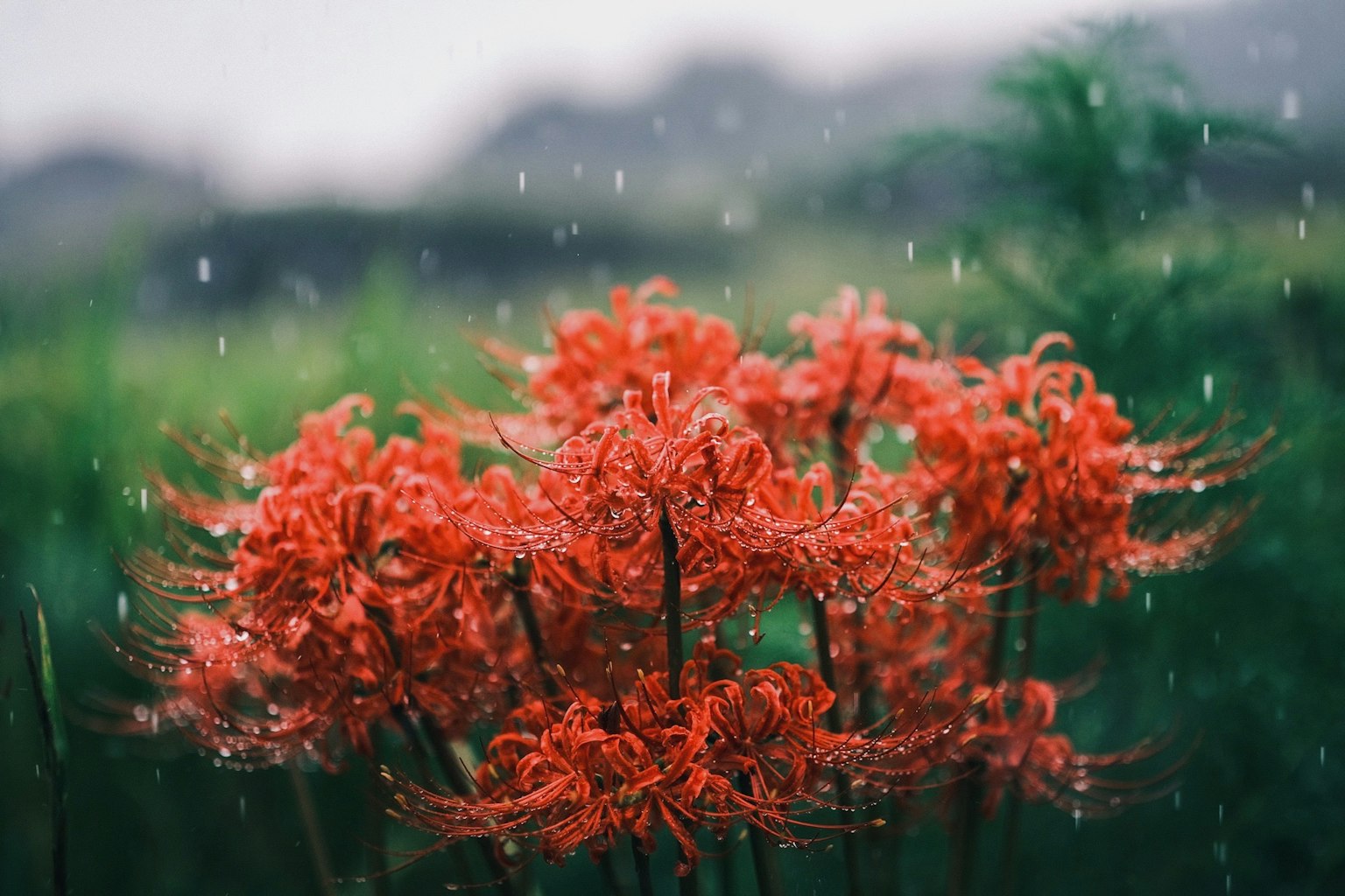 Grupo de lirios araña rojos floreciendo bajo la lluvia