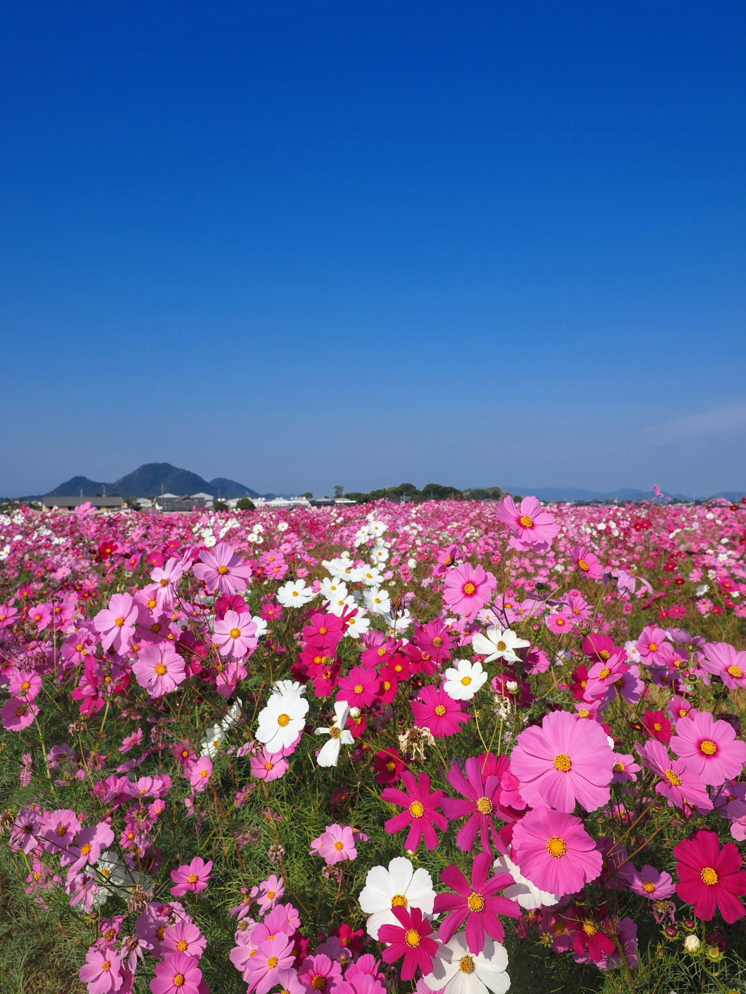 Campo di fiori di cosmos vibranti sotto un cielo blu