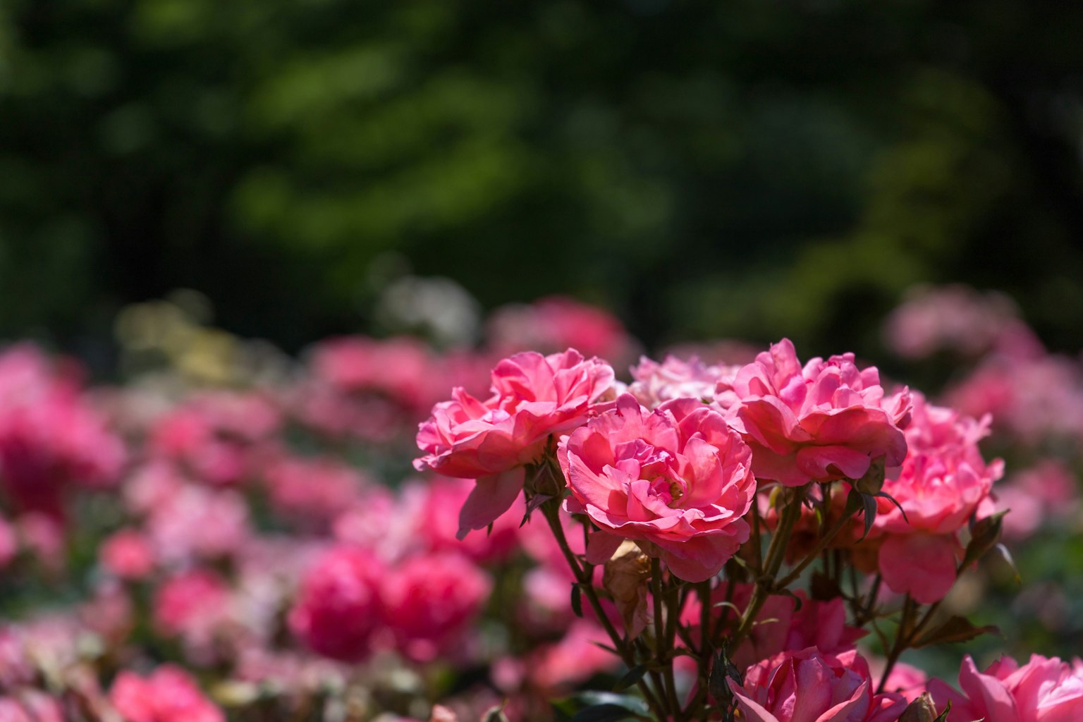 Primer plano de rosas rosas en flor con fondo borroso