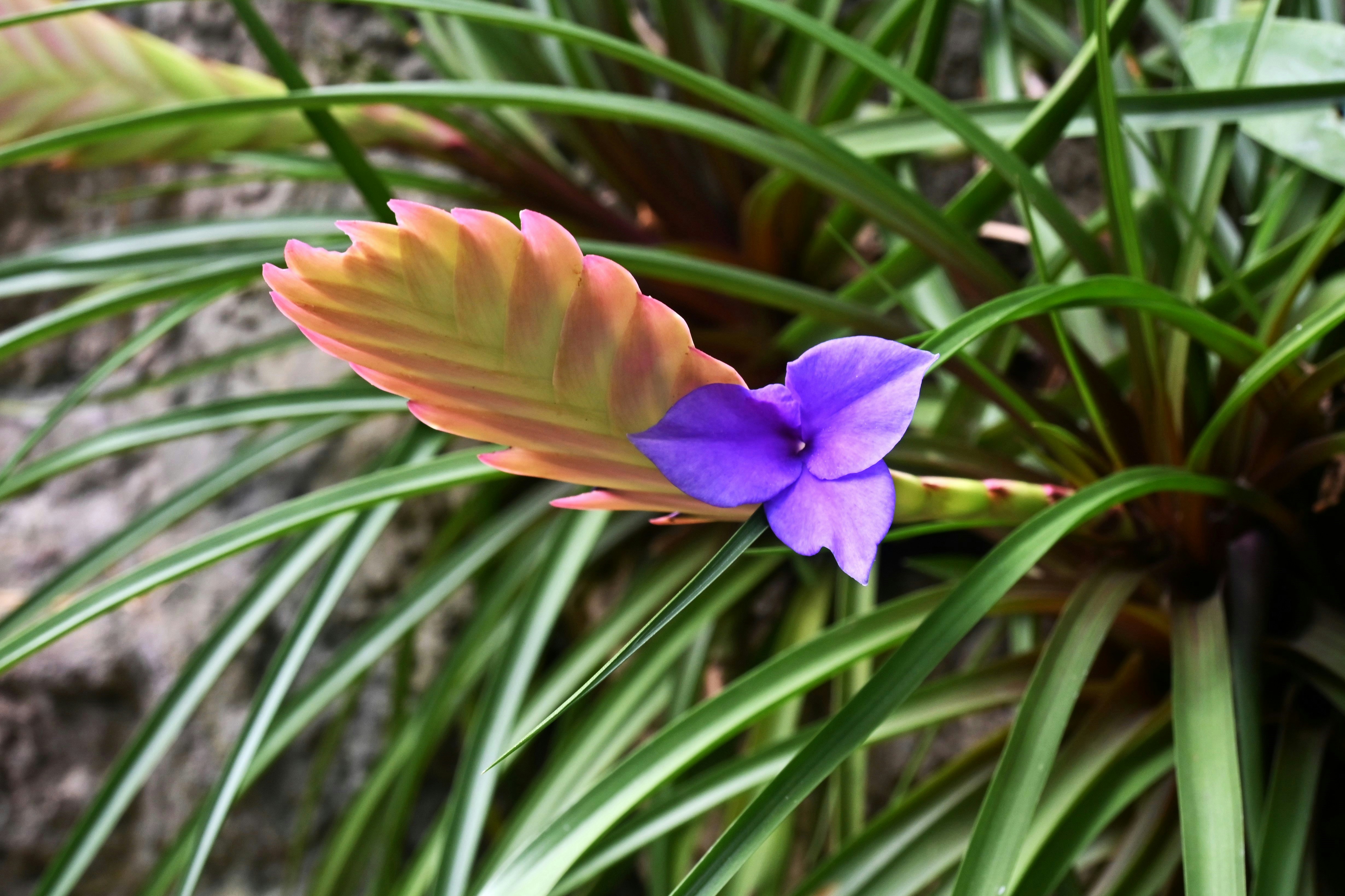 葉の間に咲く紫の花とピンクの葉
