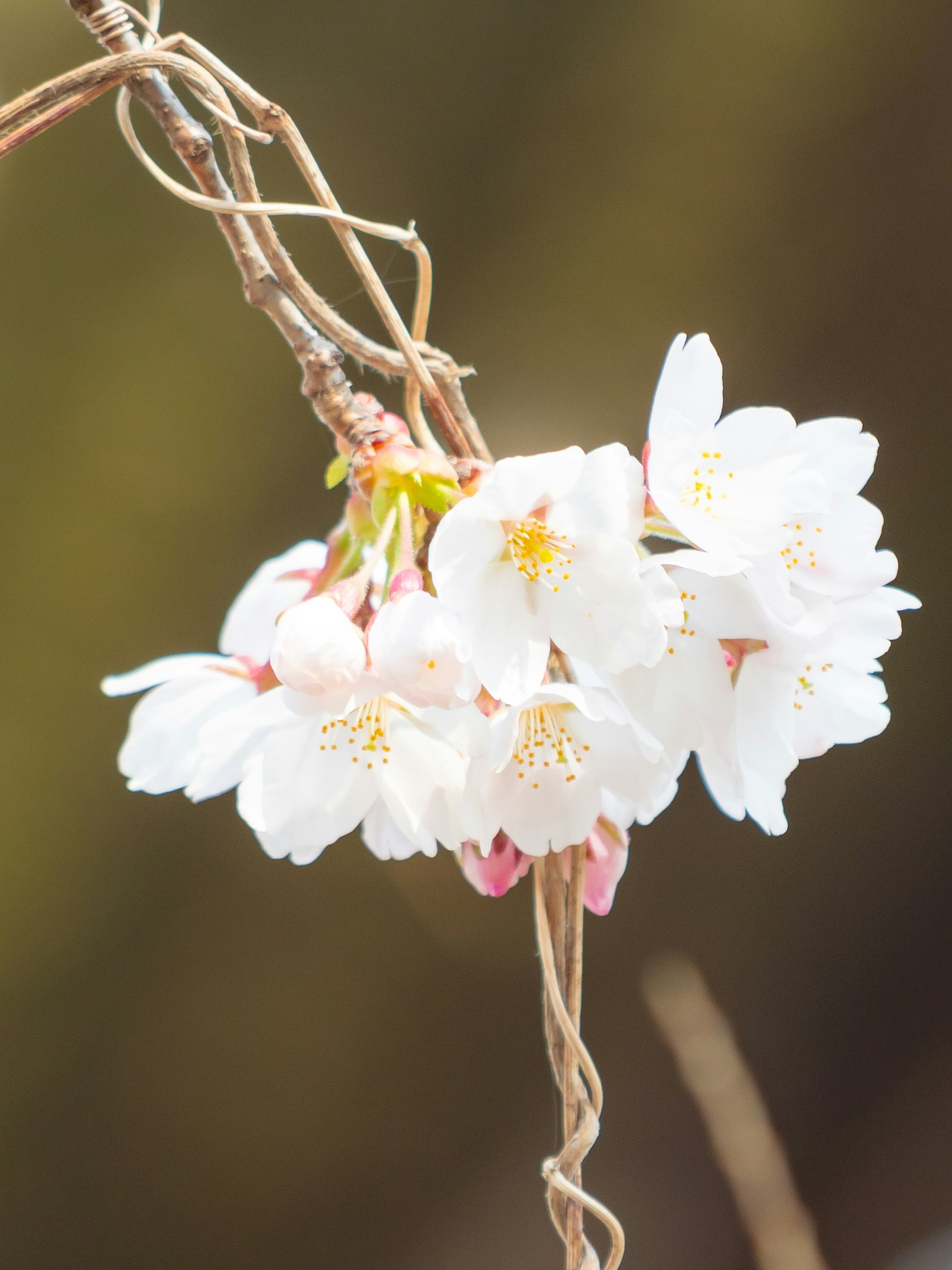 桜の枝に咲く白い花のクローズアップ