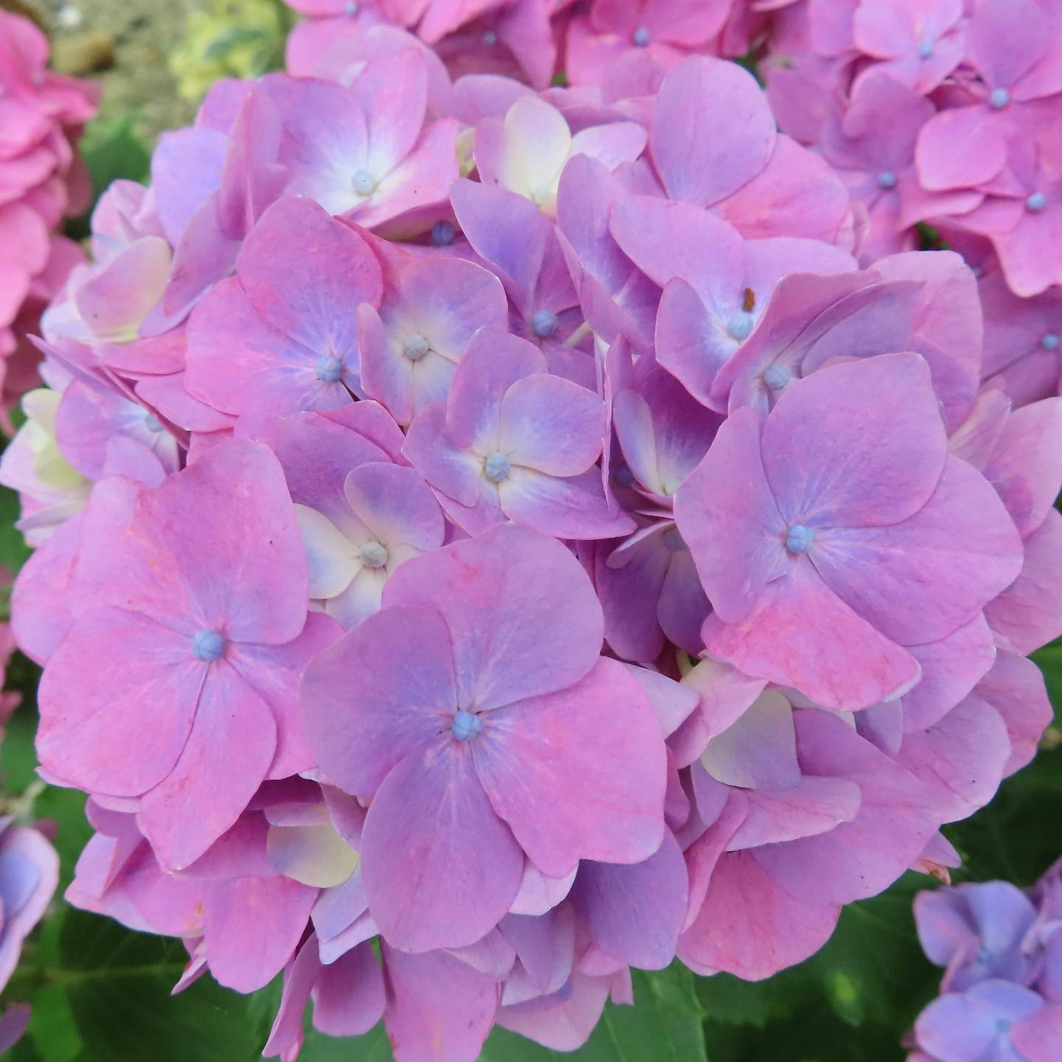 Wunderschöner Cluster von Hortensienblüten in Rosa- und Lilatönen